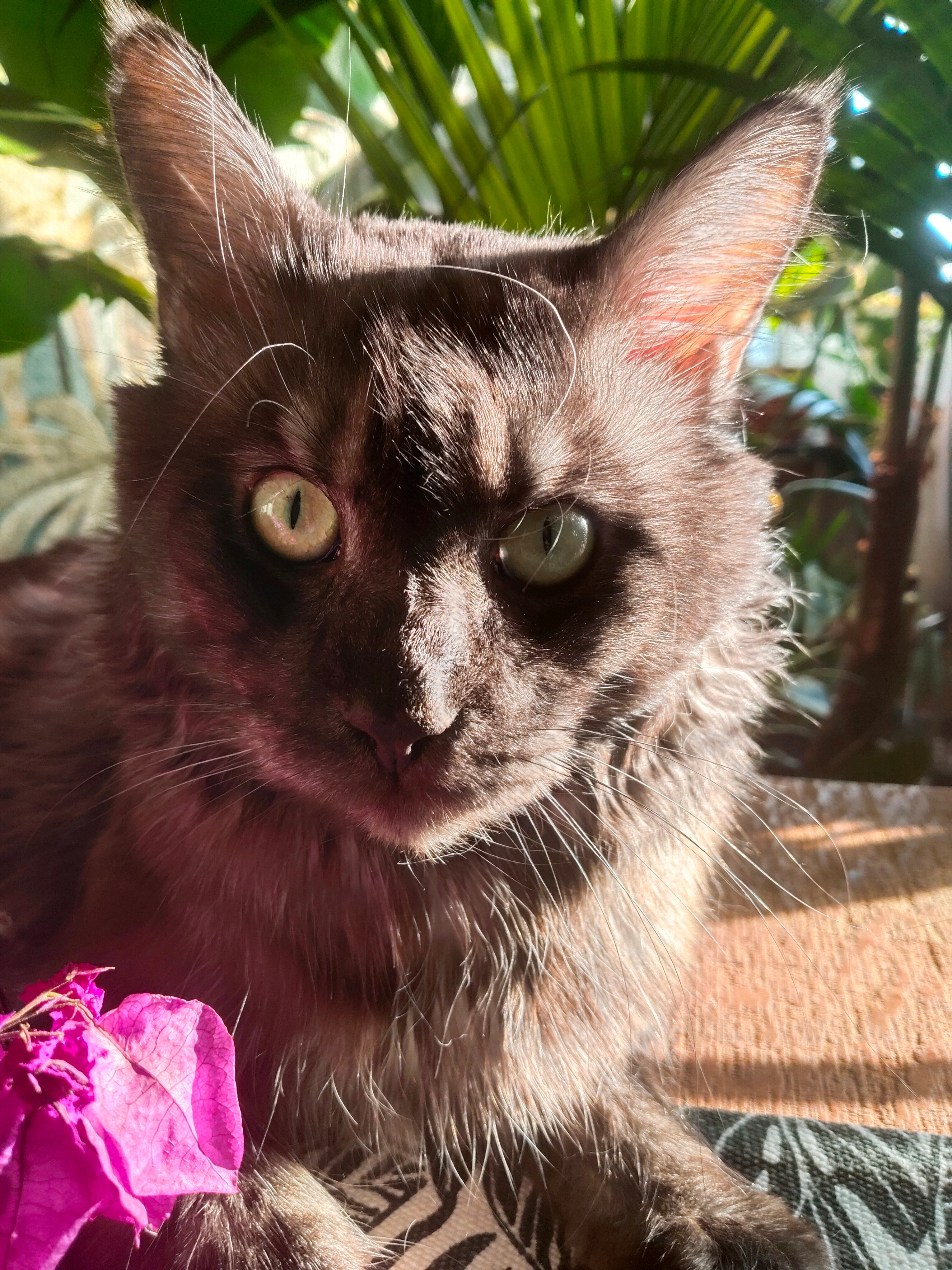 Romeo  - Klostergasse, Fürstenfeld