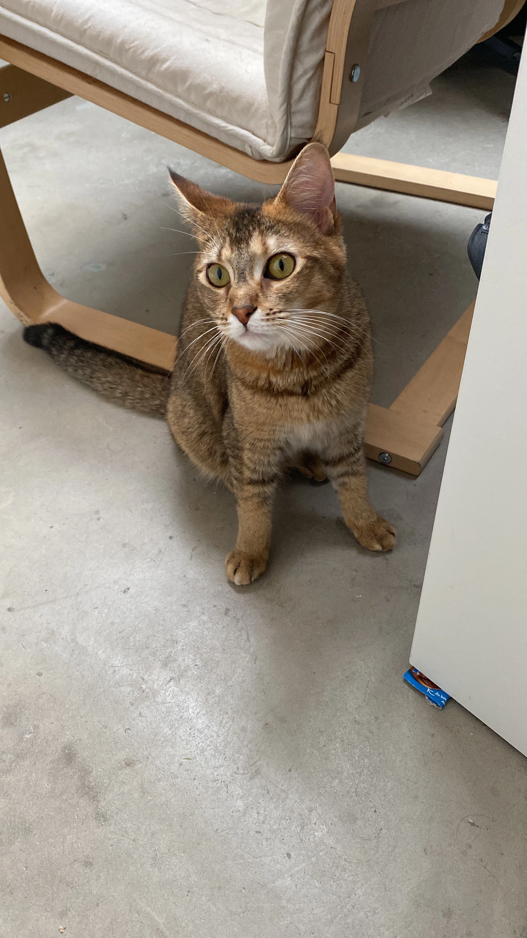 Vanille  - Jakusi, Opatija