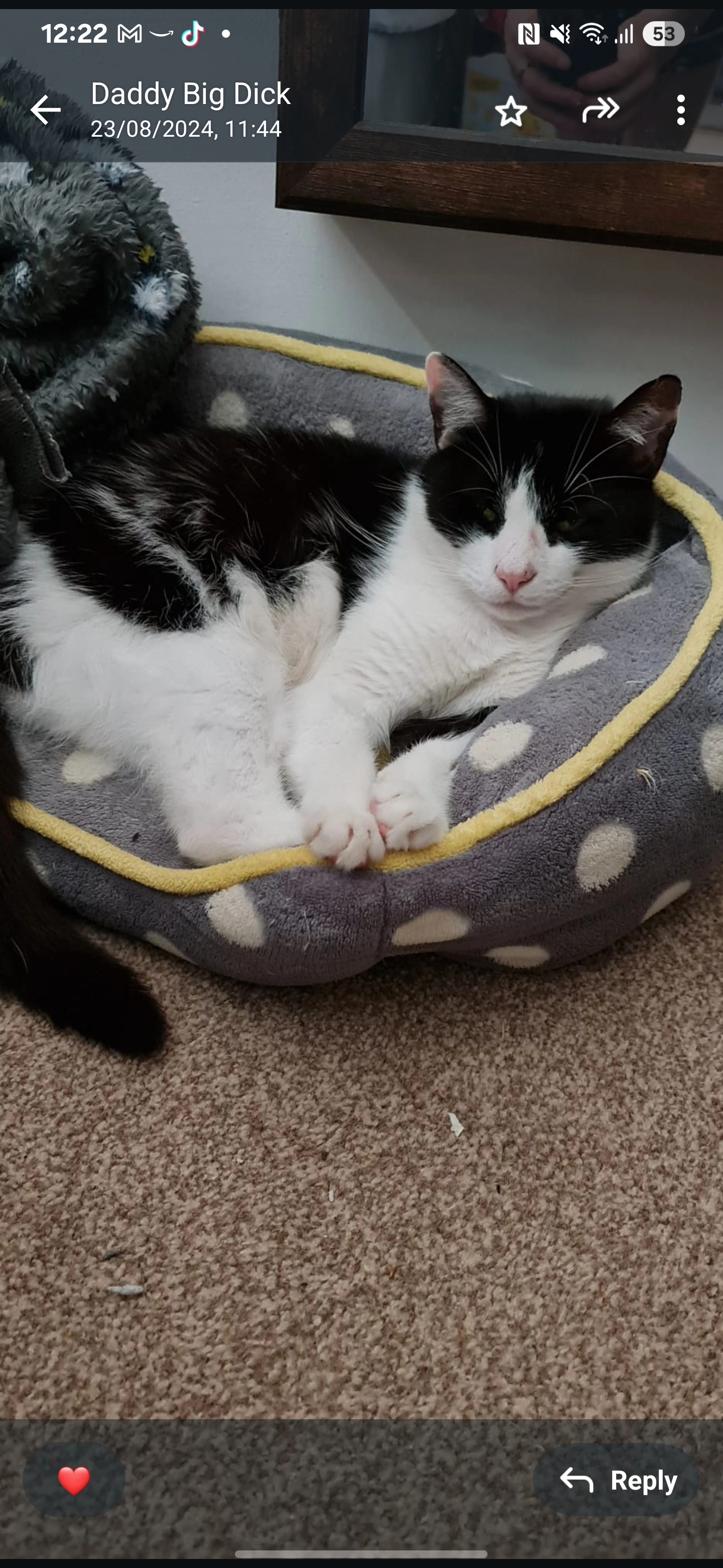Missing Cat - Poplar Road, Corby