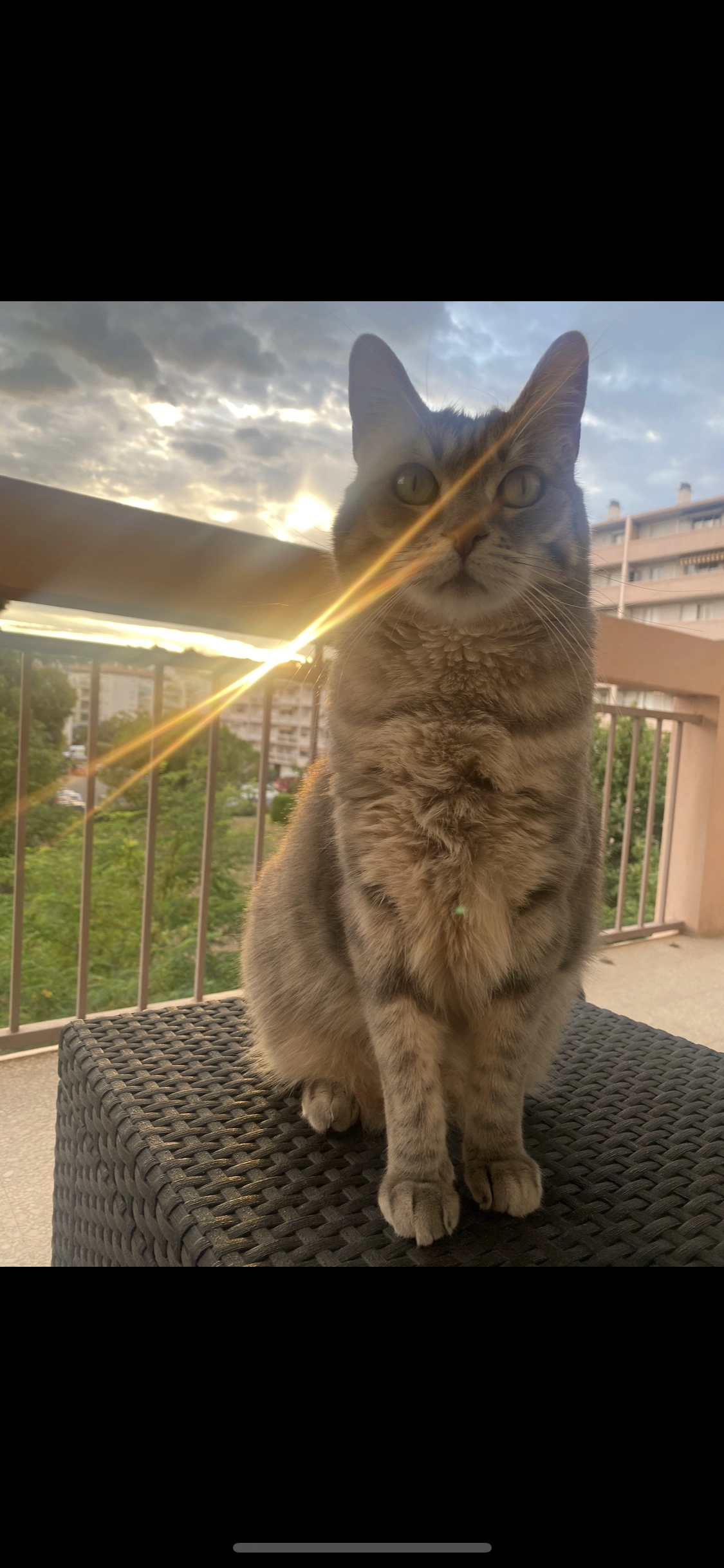 Snow  - Avenue des Prats, Sanary-sur-Mer