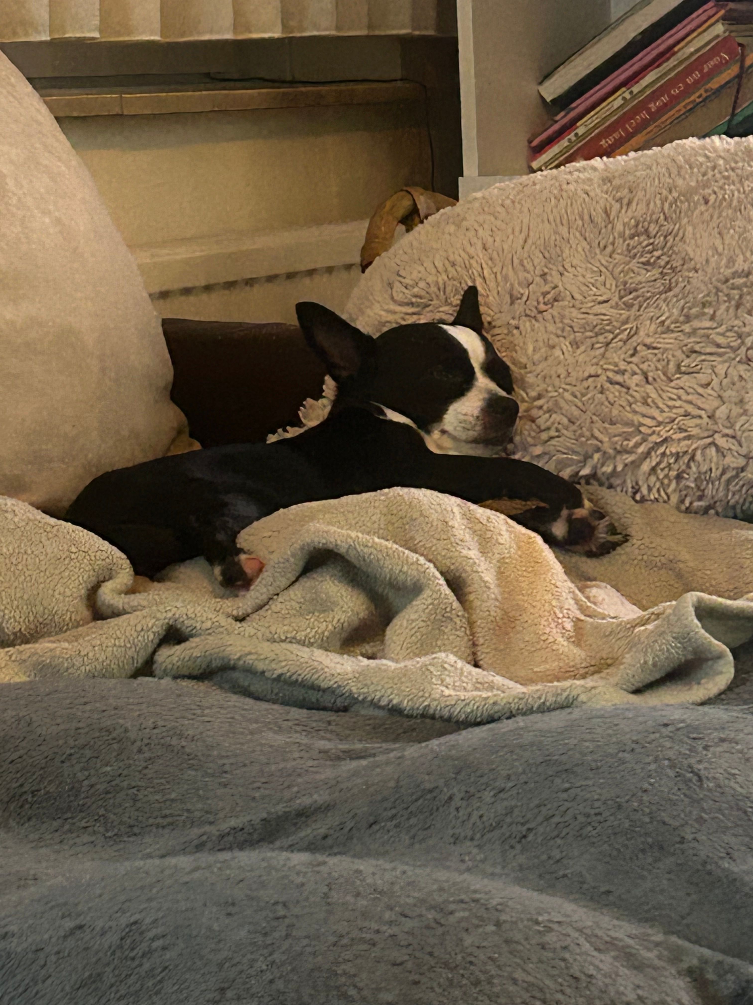 Nani - Schotensesteenweg, Antwerpen