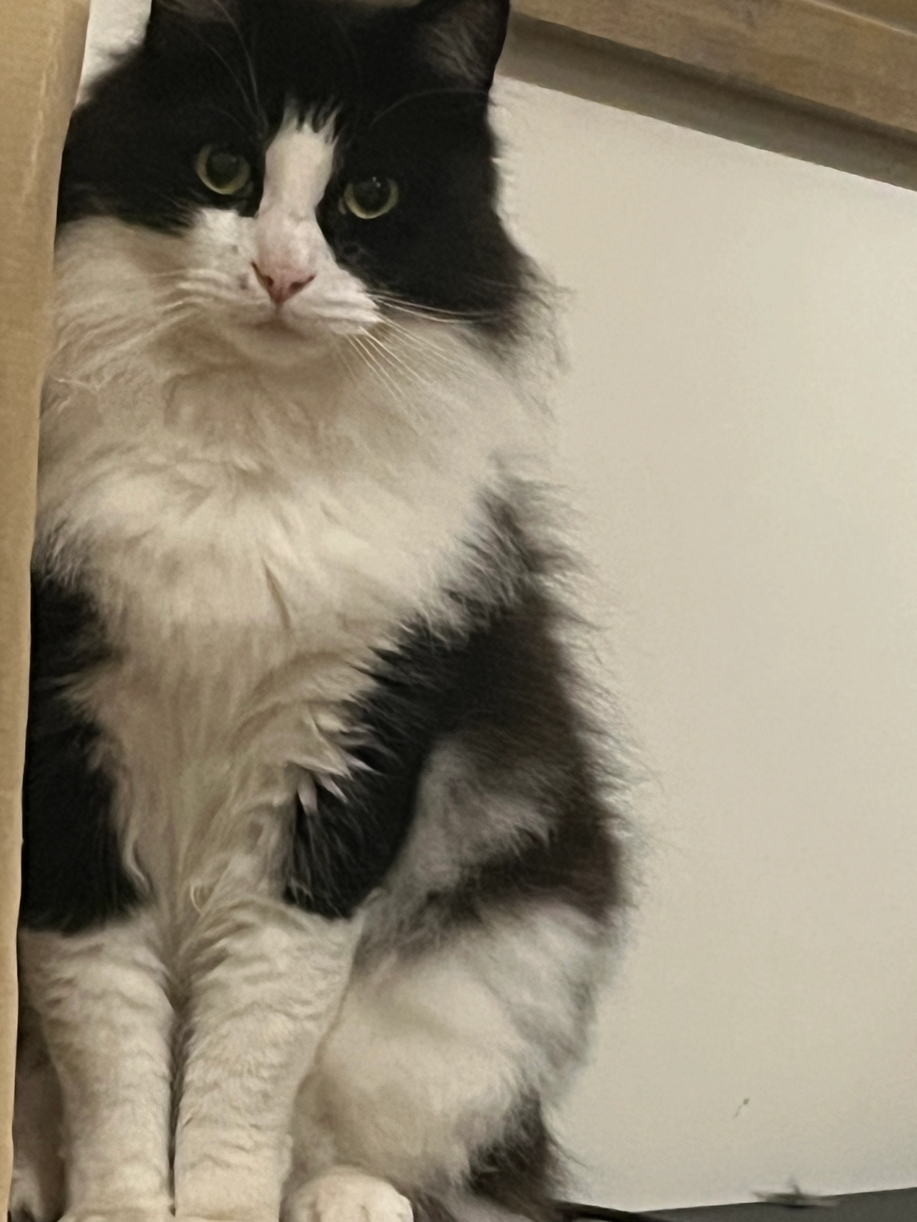 Mitch - Bixton Close, Worcester