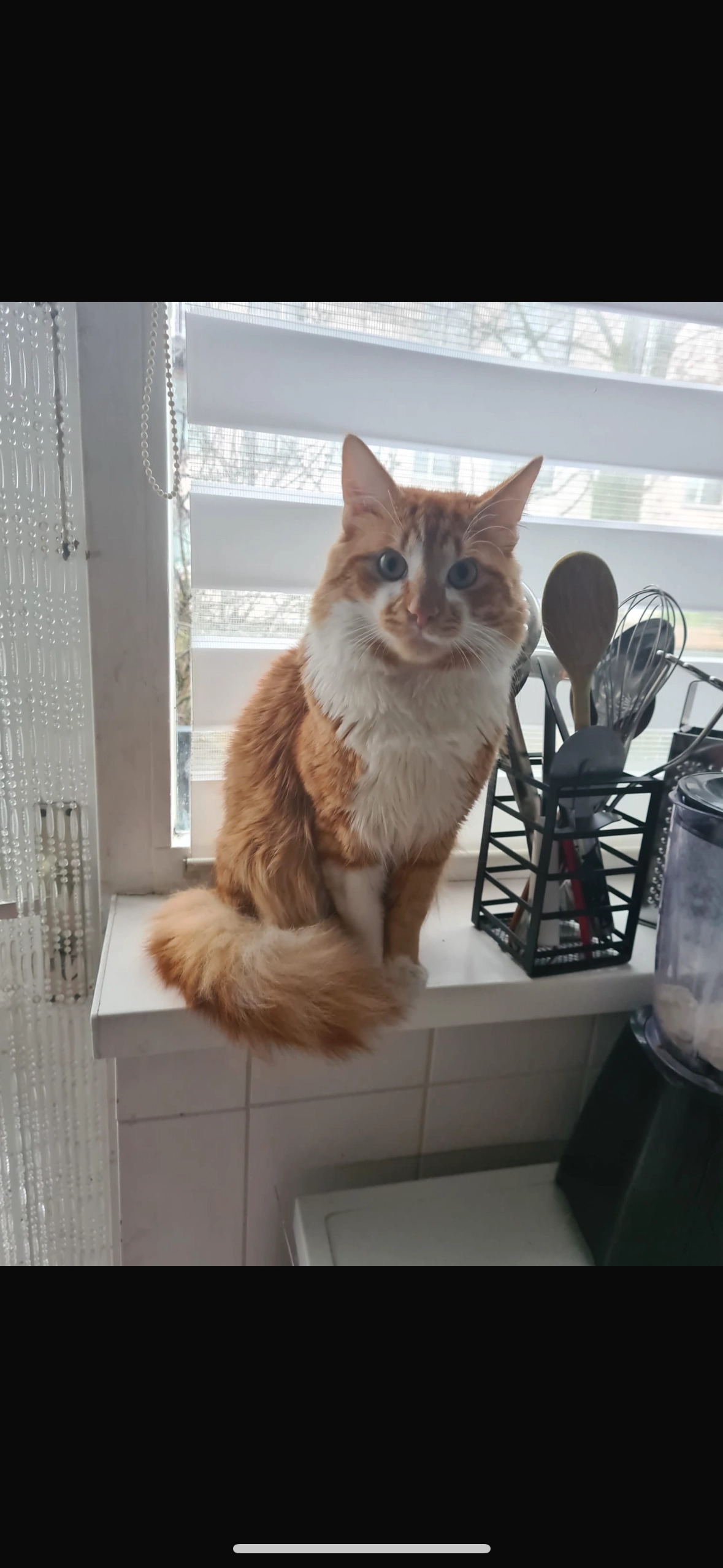 Cookie - Snoekenveen, Spijkenisse