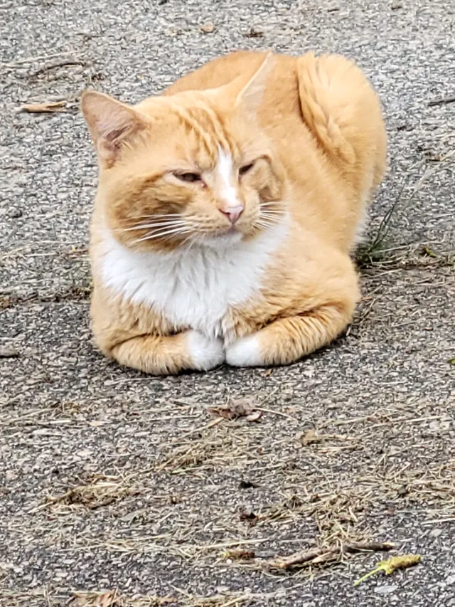 Rusty - Crothers Ave, Cranston