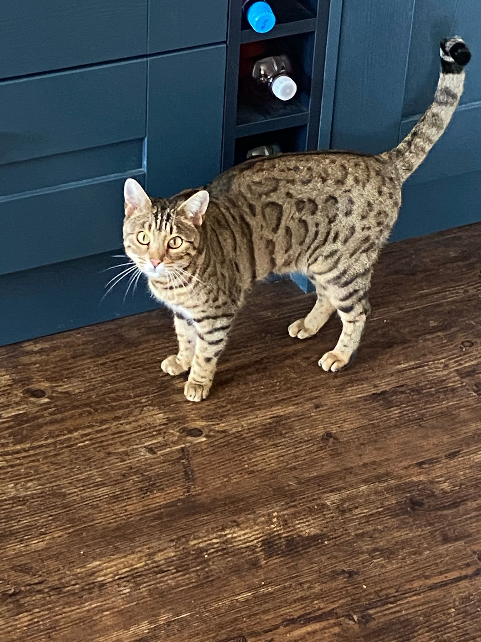 Freya - Lewis Road, Royal Leamington Spa