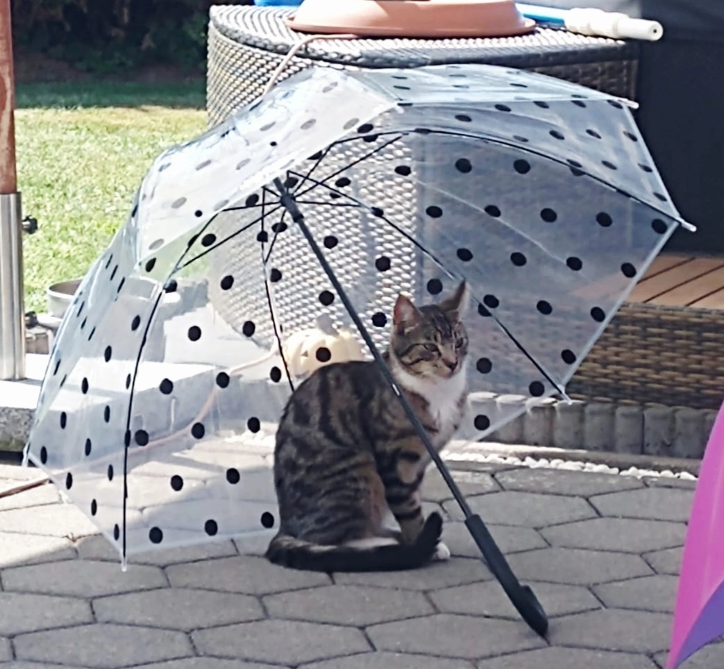 Barney - Joppnerweg, Hameln