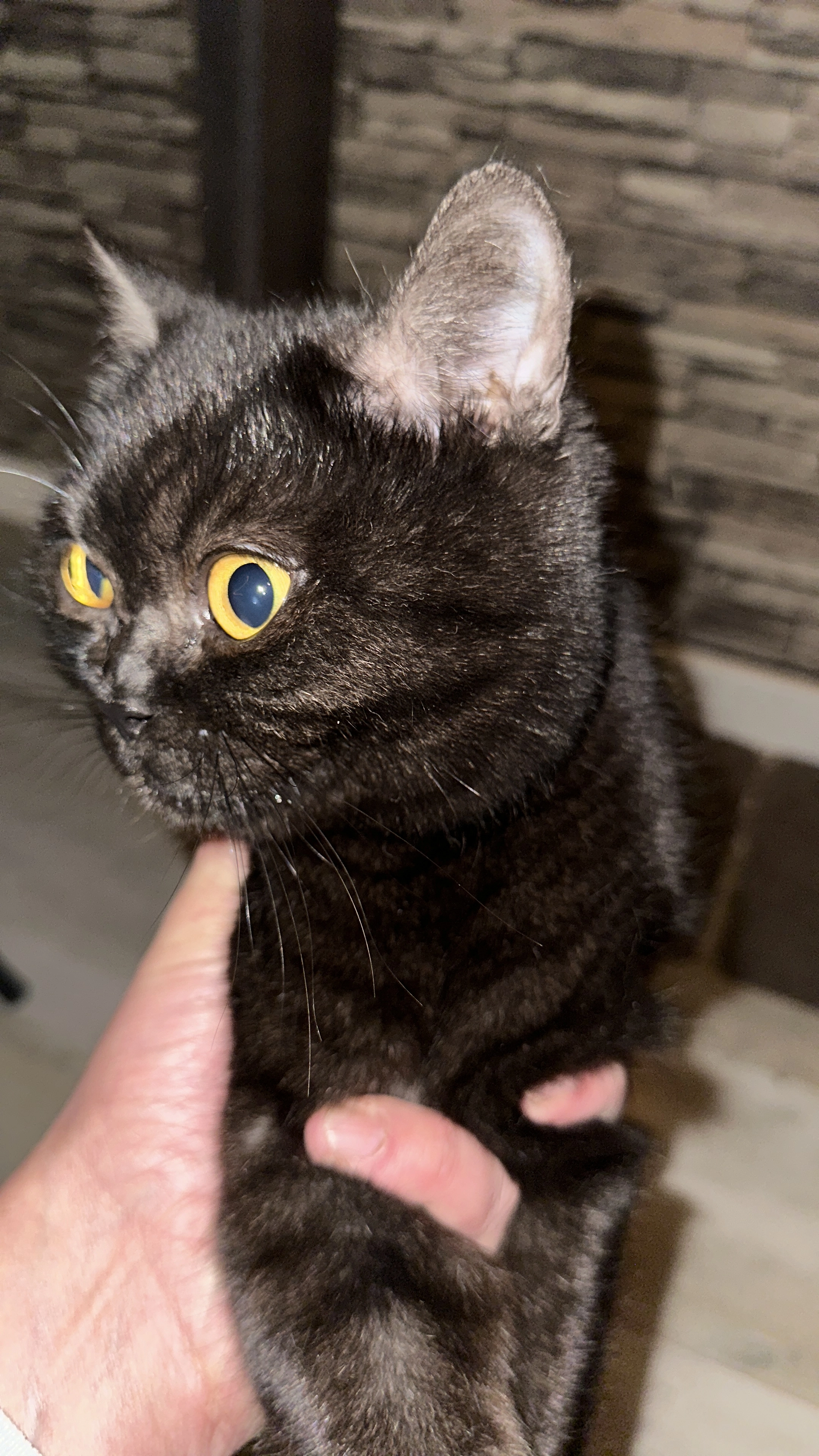 Chapo - Hofnar, Rhoon