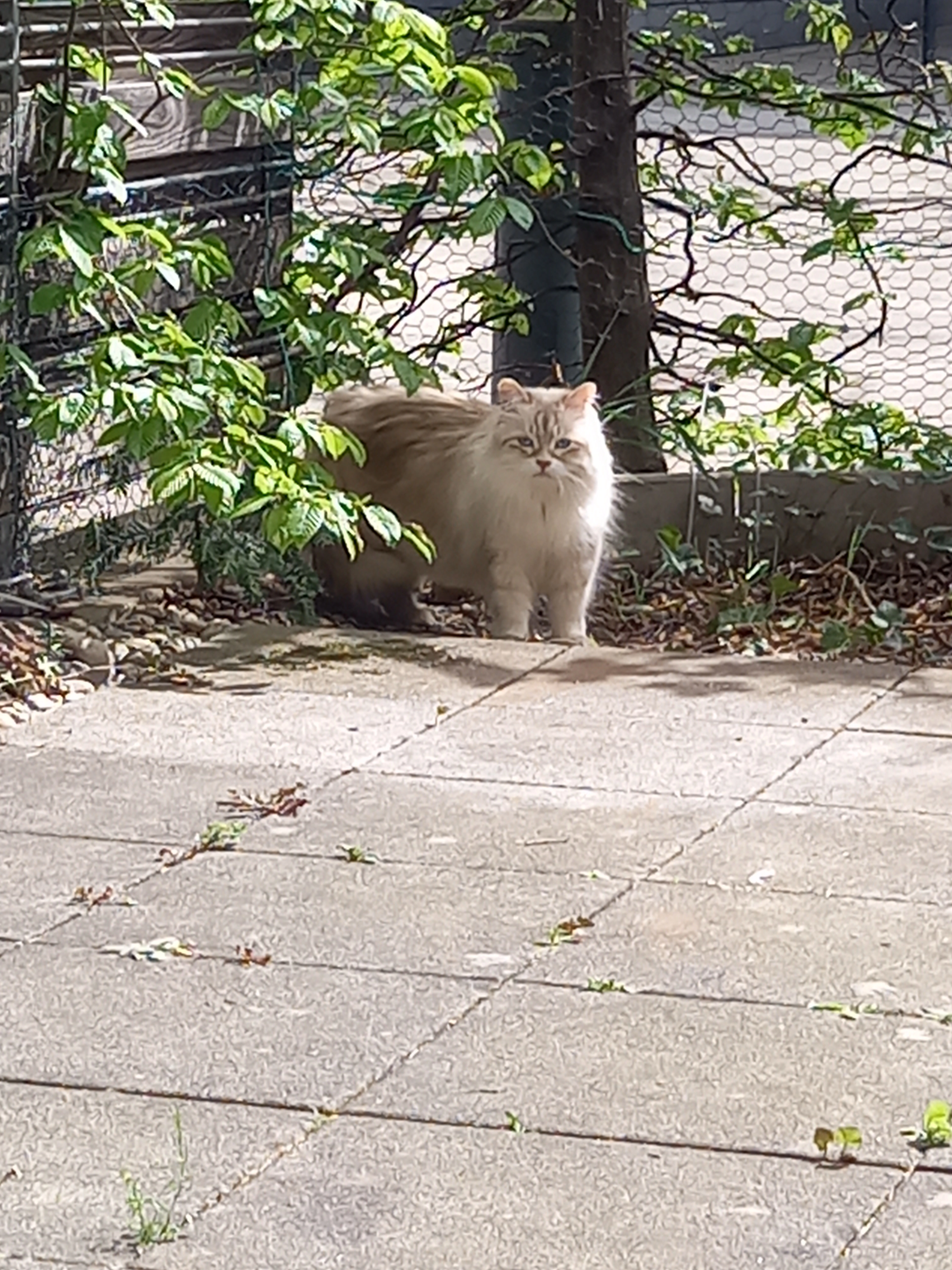 Basya  - Karlstraße, München