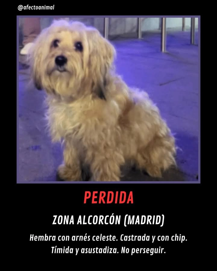 Zoe - Calle de Madrid, Alcorcón