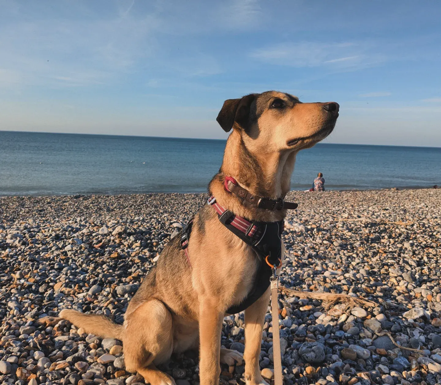 Nala - Rue Carnot, Le Neubourg