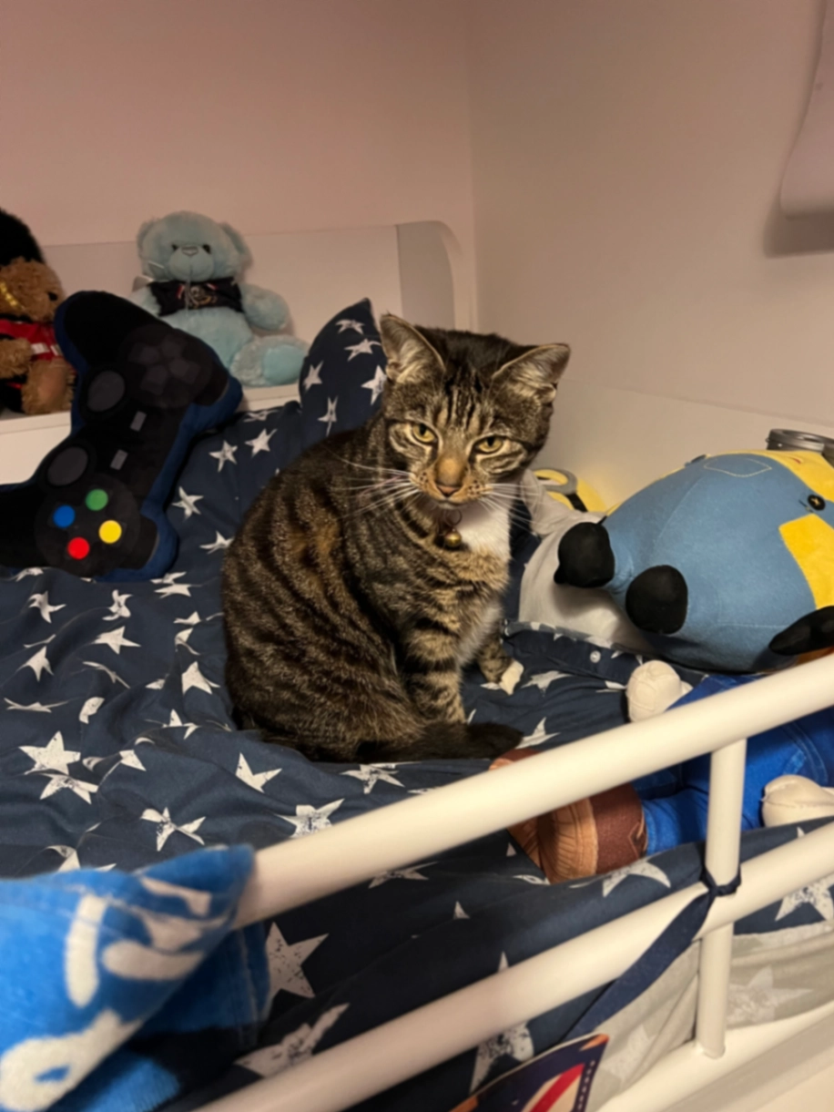 Dolly - Badger Close, Brackley