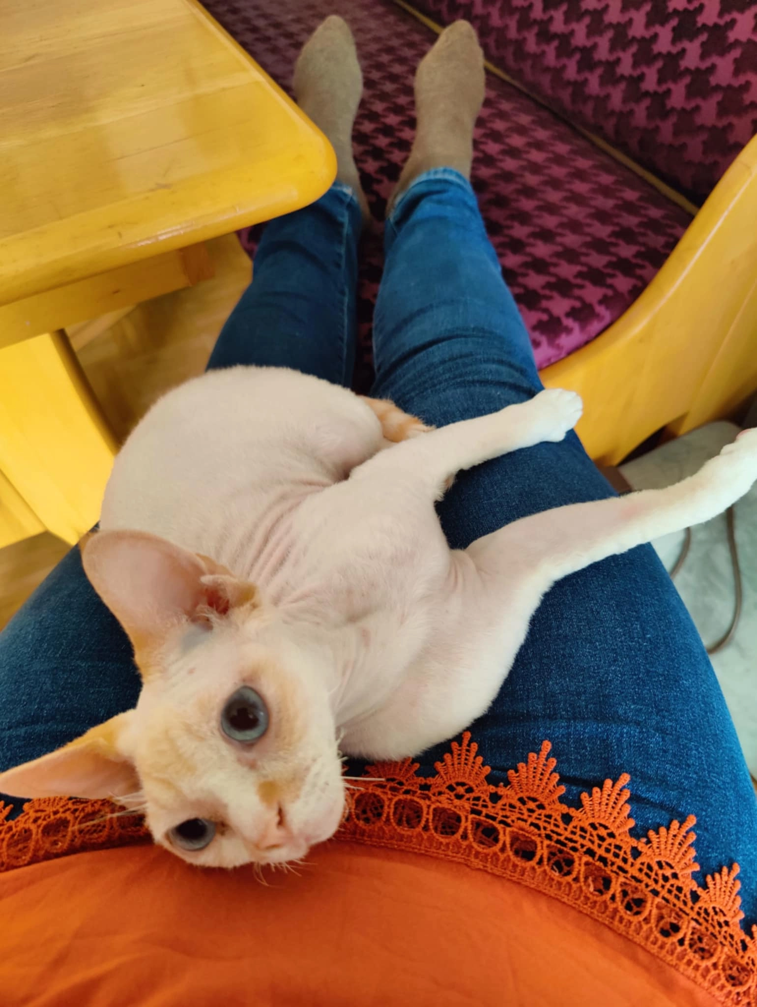 DAMIAN - Richterstraße 19, Leonding