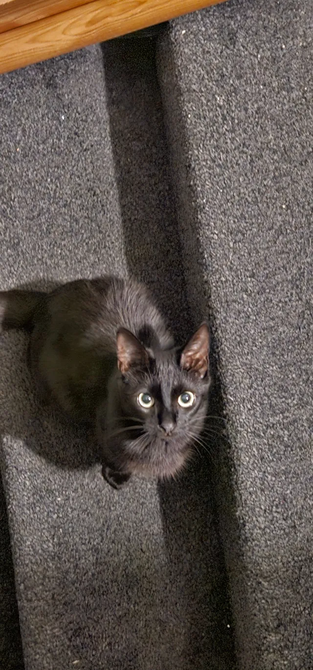 Luna - Brownlow Drive, Nottingham