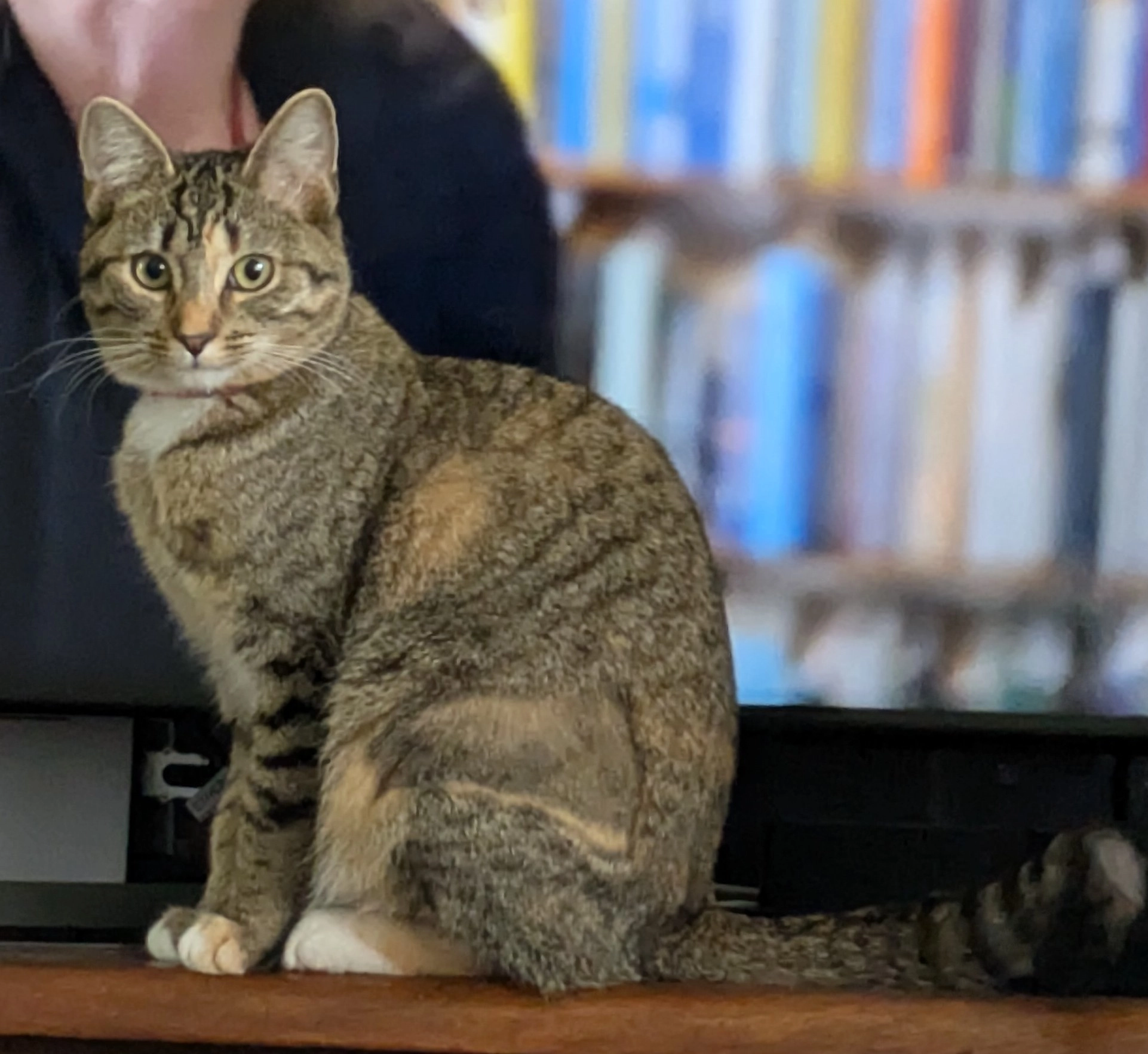 Lily - 31 Lyle Avenue, Glenrothes