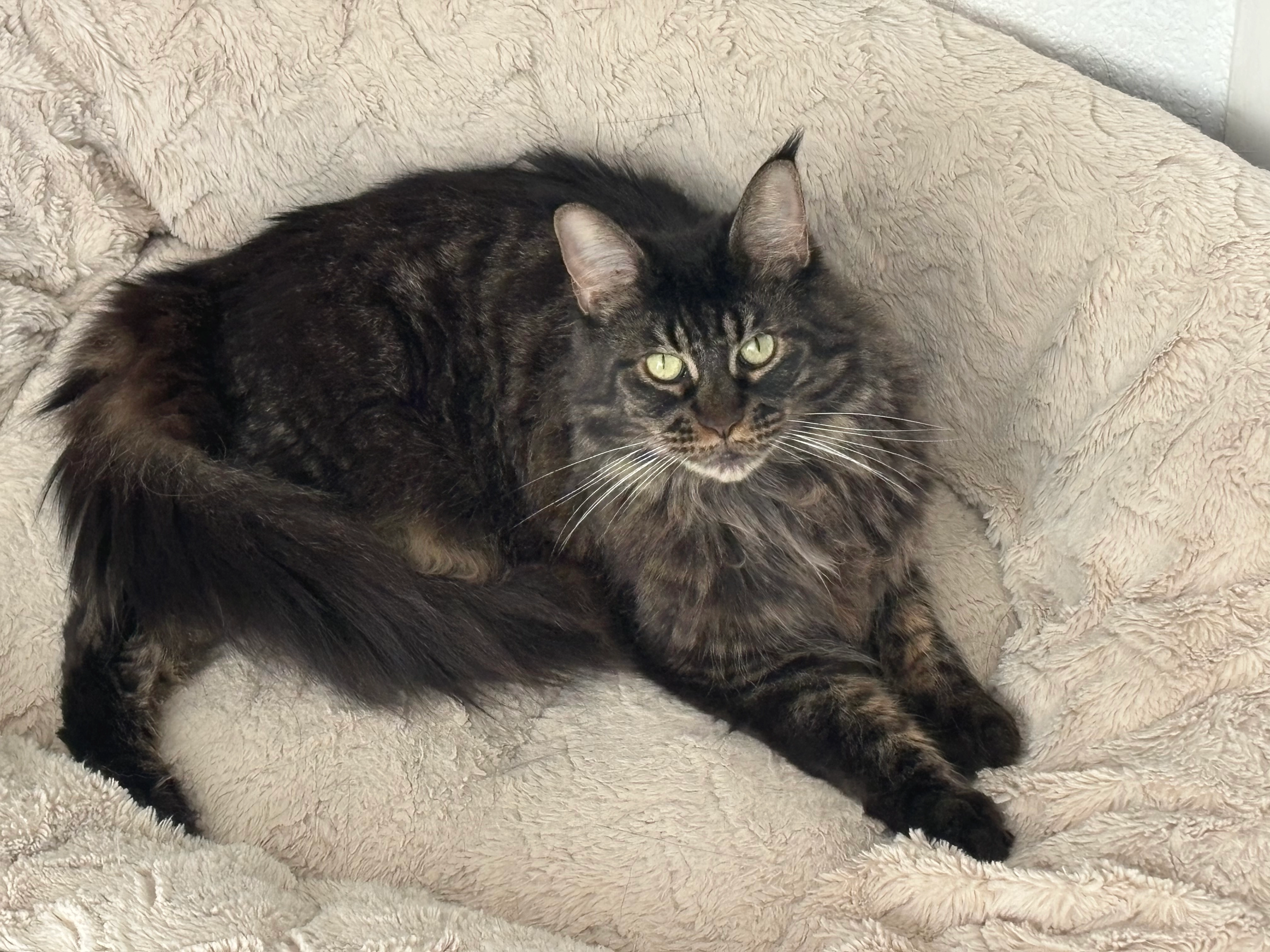 Pookie  - Port Marianne, Montpellier