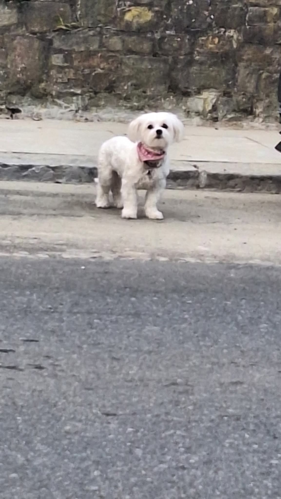 Naya - Rue de Bascoup, Manage