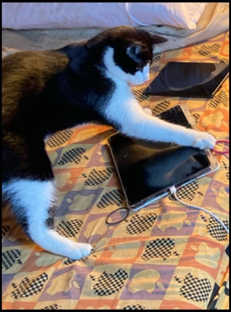 Lui - BT47 5, Londonderry Derry