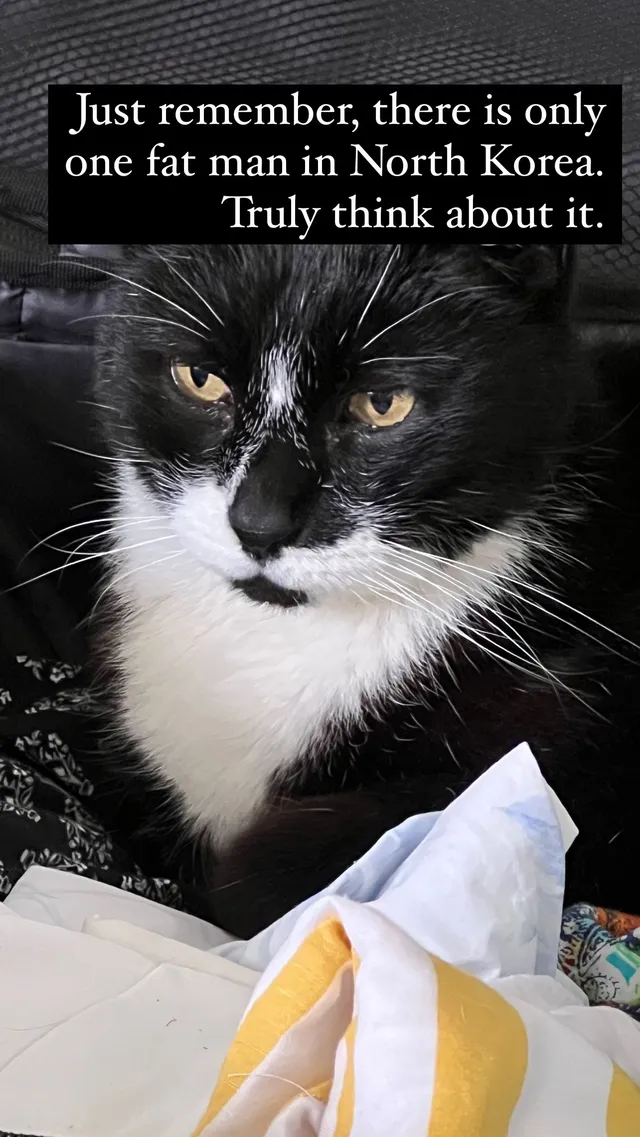 Chairman Meow - San Marco, Newport Beach