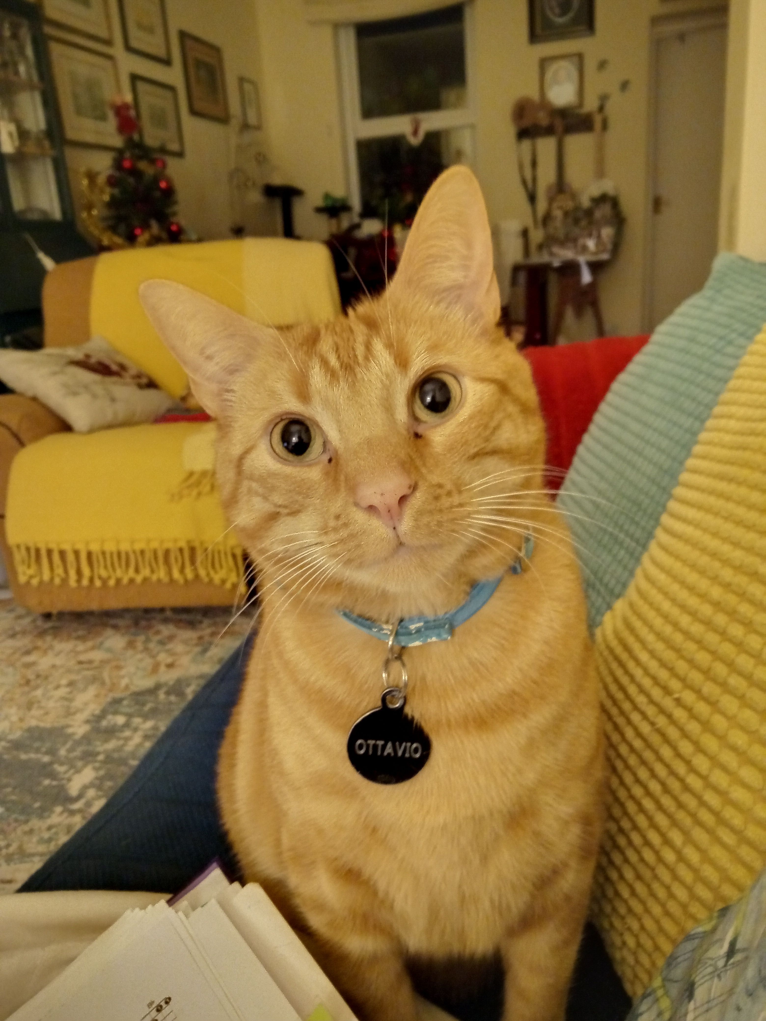 Ottavio  - Ava Avenue, Belfast