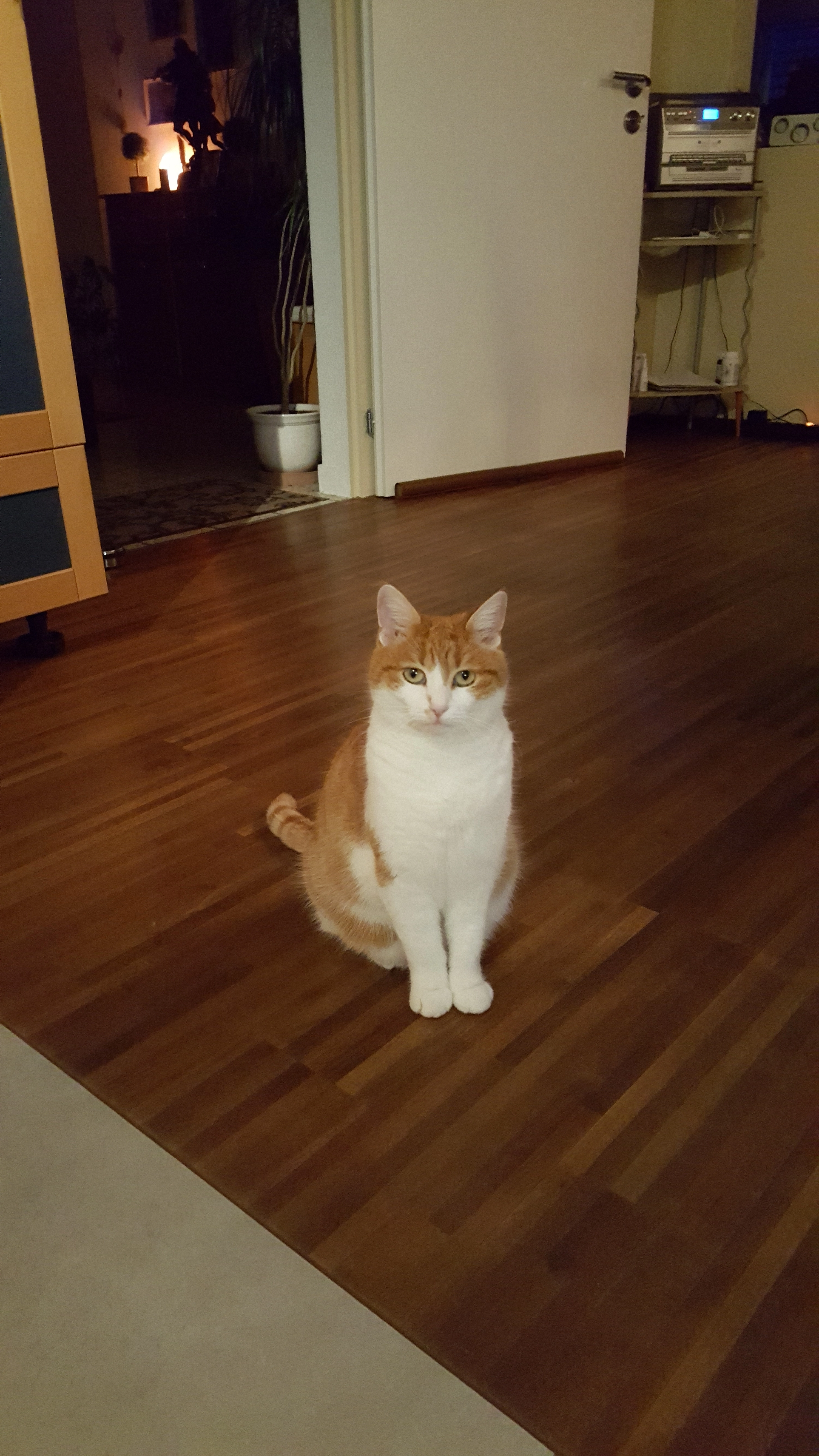 Strizli - Ried Ost 15, Sachseln