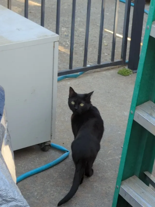 Mew - Whitney Avenue, Carmichael