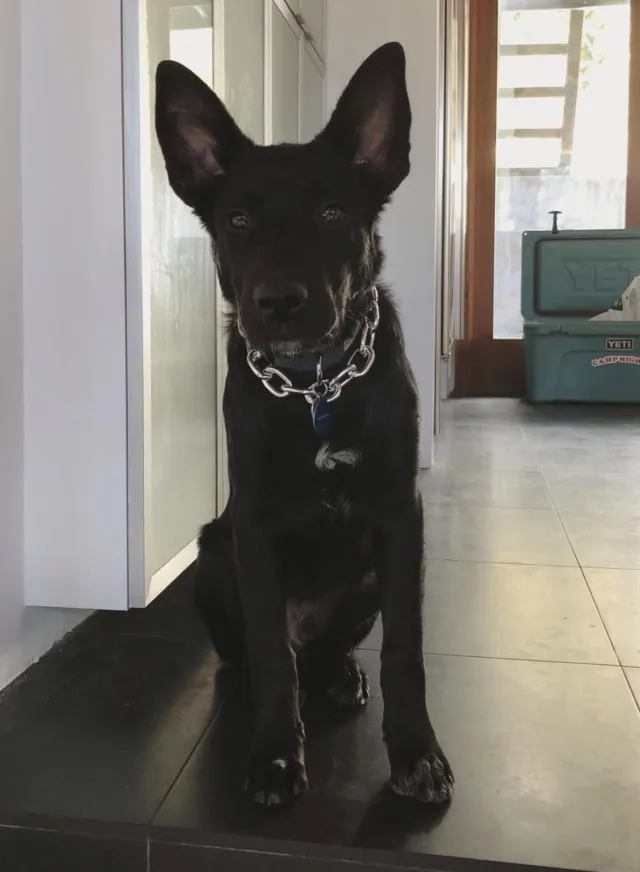 Dingo - 1859 Burnell Dr, Los Angeles