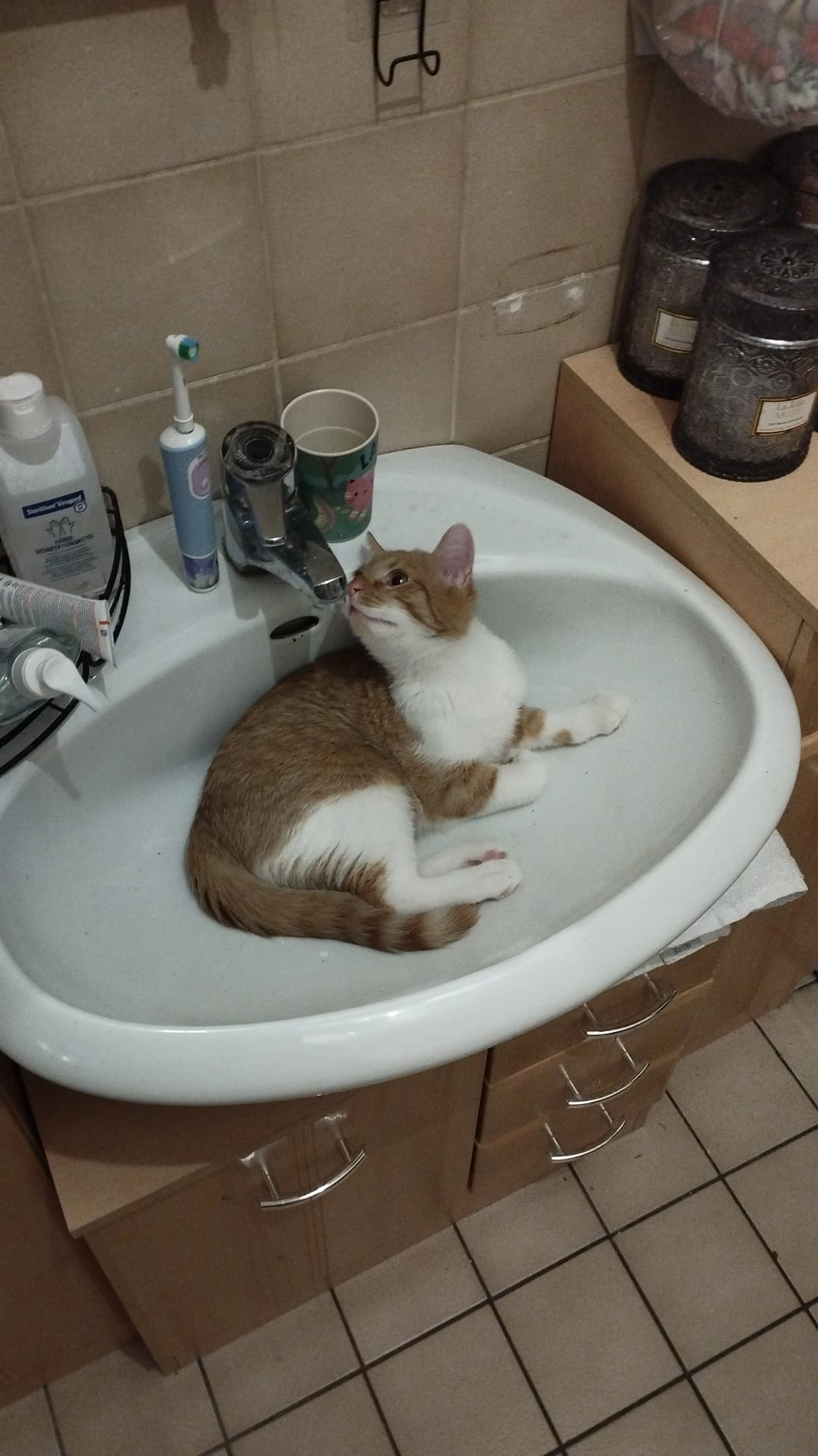 Cookie-Mauz, hört auf Maunzilie - Schmalhof, Vilshofen an der Donau