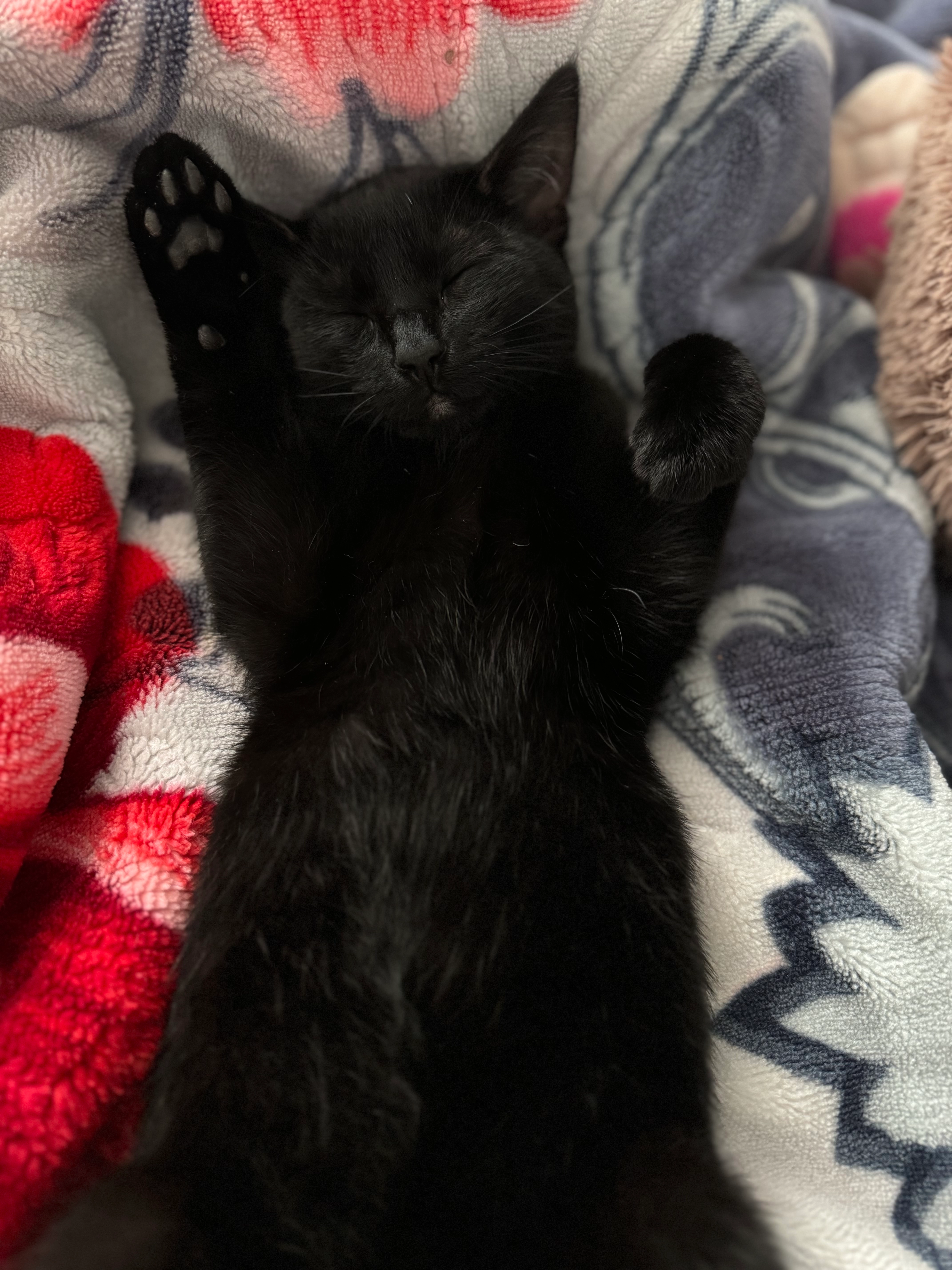 Zoro - Reindert Visserstraat, Berkhout