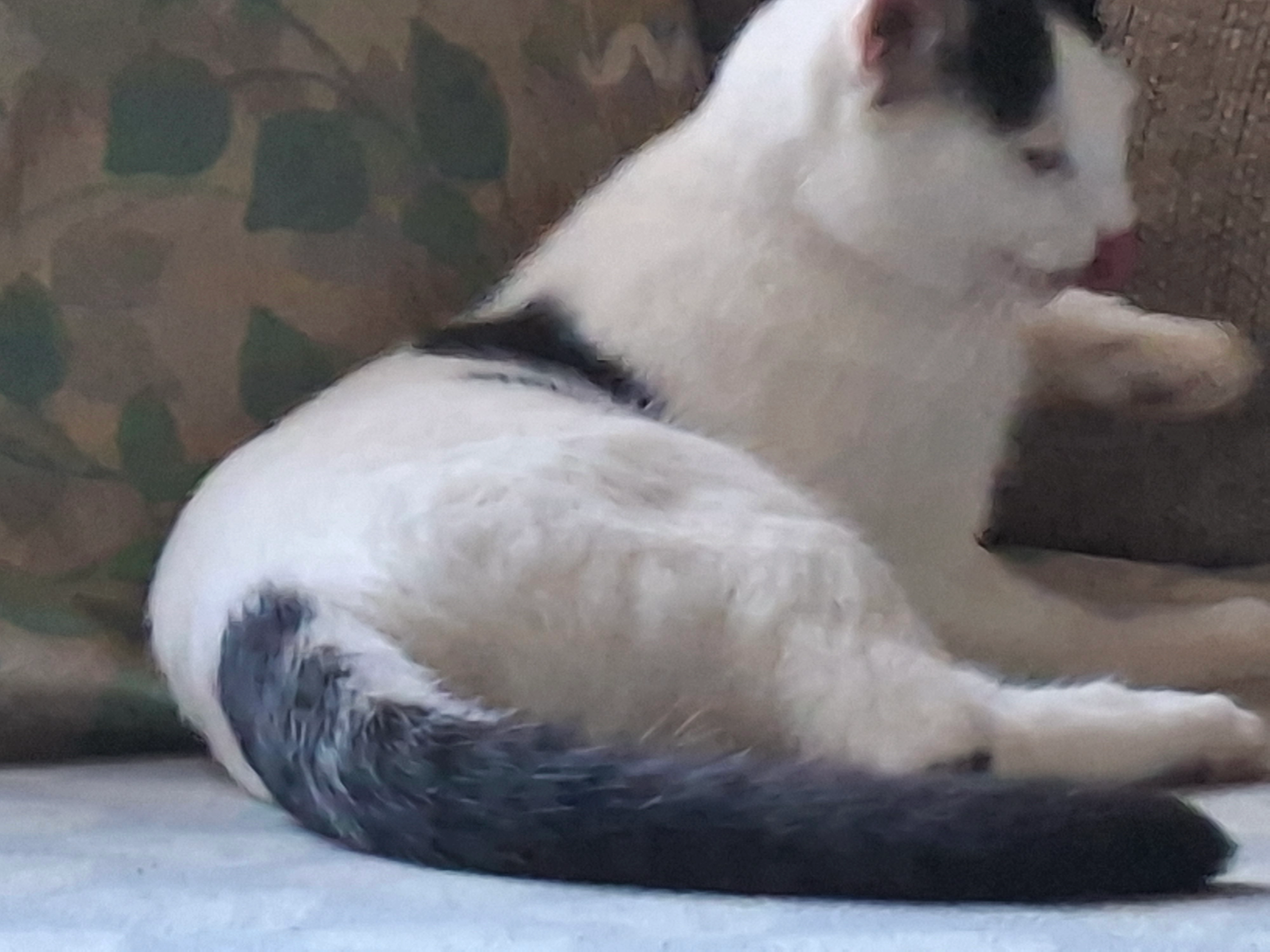 Milo - Kenilworth Avenue, Galashiels