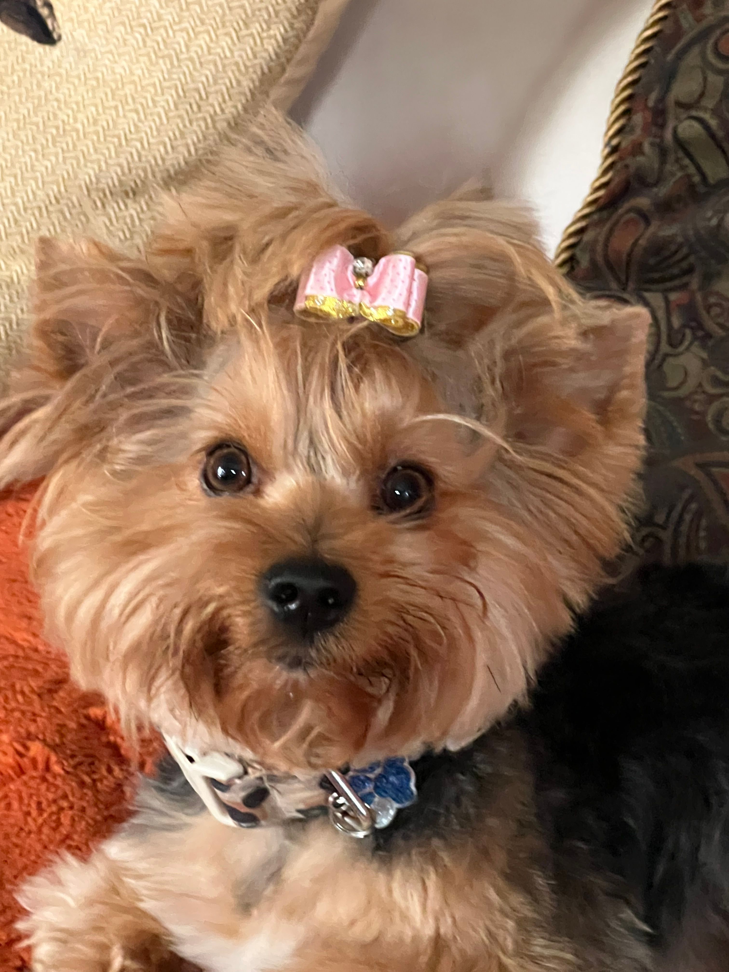 Shipie  - Place Saint-Thomas, Vire-Normandie