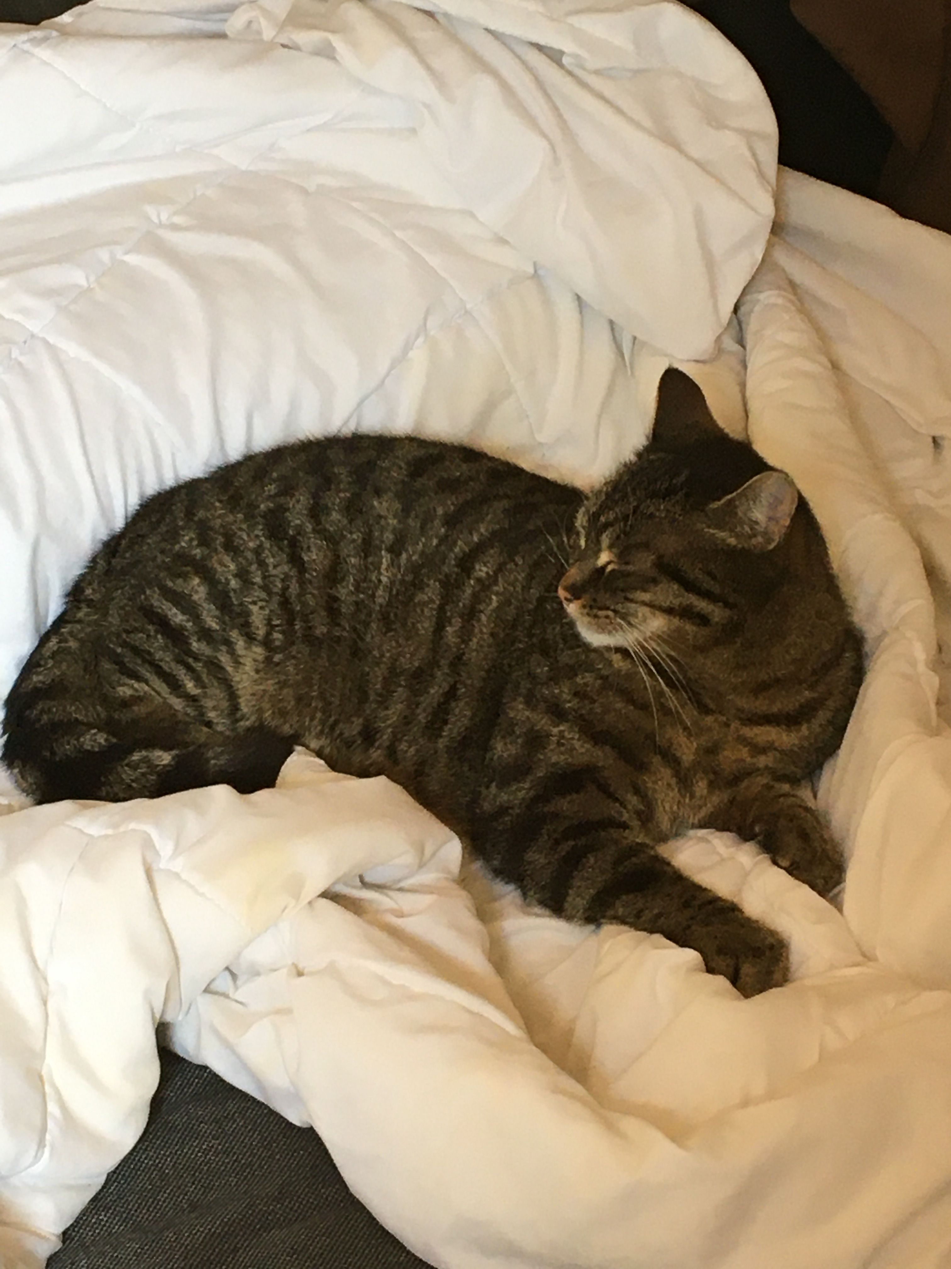 Freddy - Petzoldstraße, Greiz