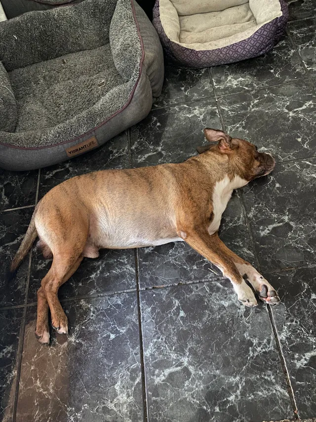 Miles - West Birchwood Circle, Kissimmee