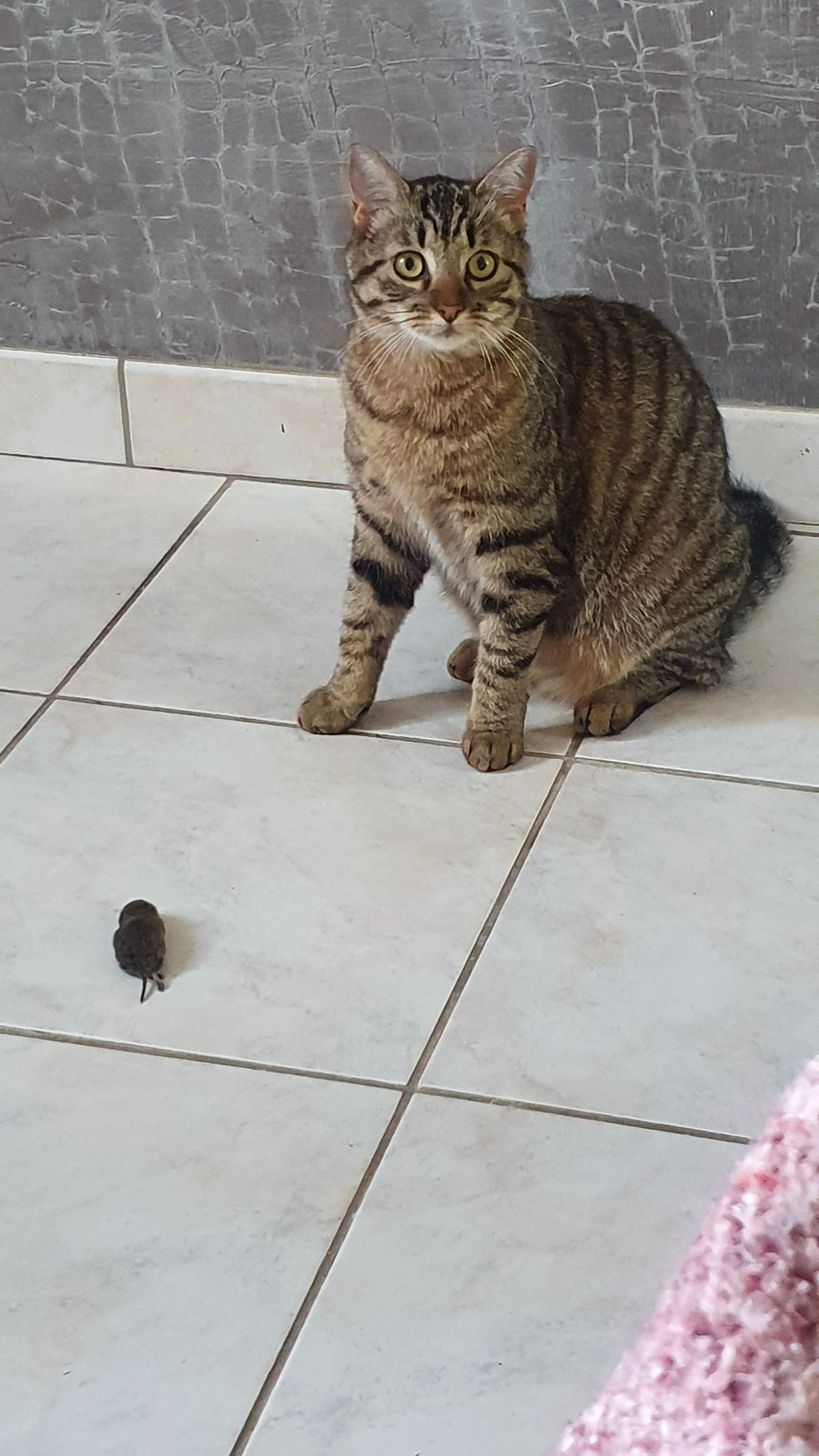 Chipie - 2 La Ville ès Ains, Miniac-sous-Bécherel