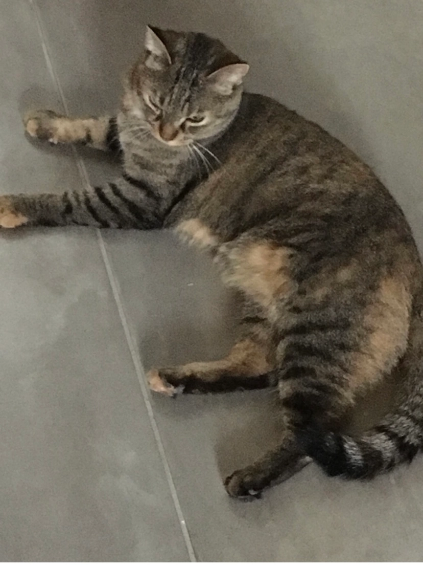 Calie chouchou - 2 Rue de Pierrelaye, Bessancourt