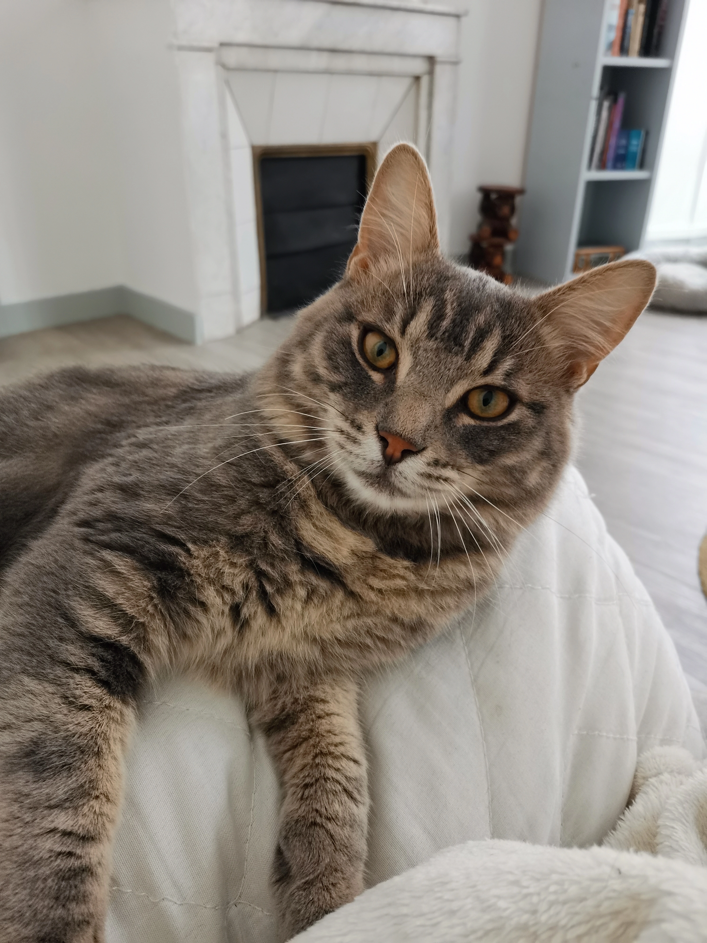 Maximus - 21 Rue Grétry, Nîmes