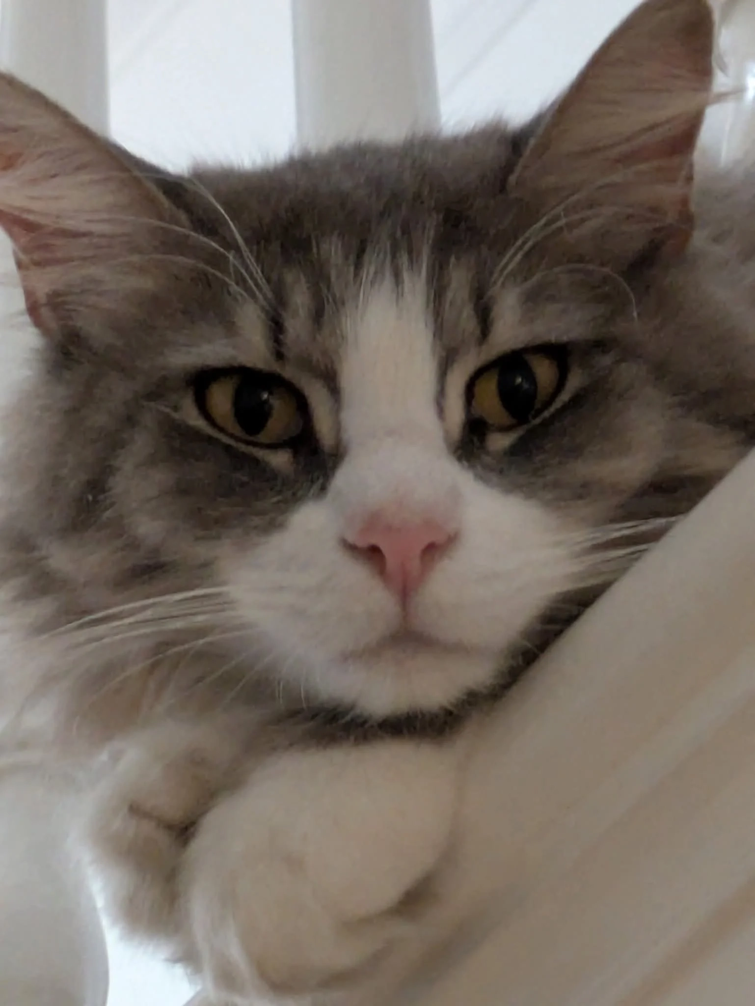 Oscar - Saint Nicholas Way, Doncaster