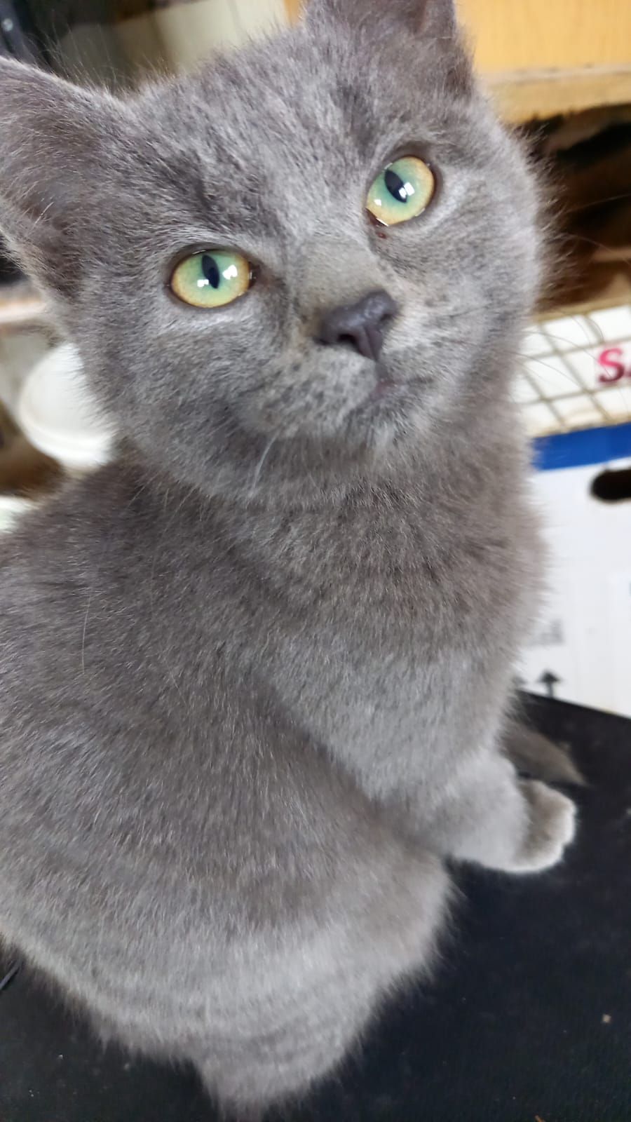 Siva - Pfarrweg, Holzheim