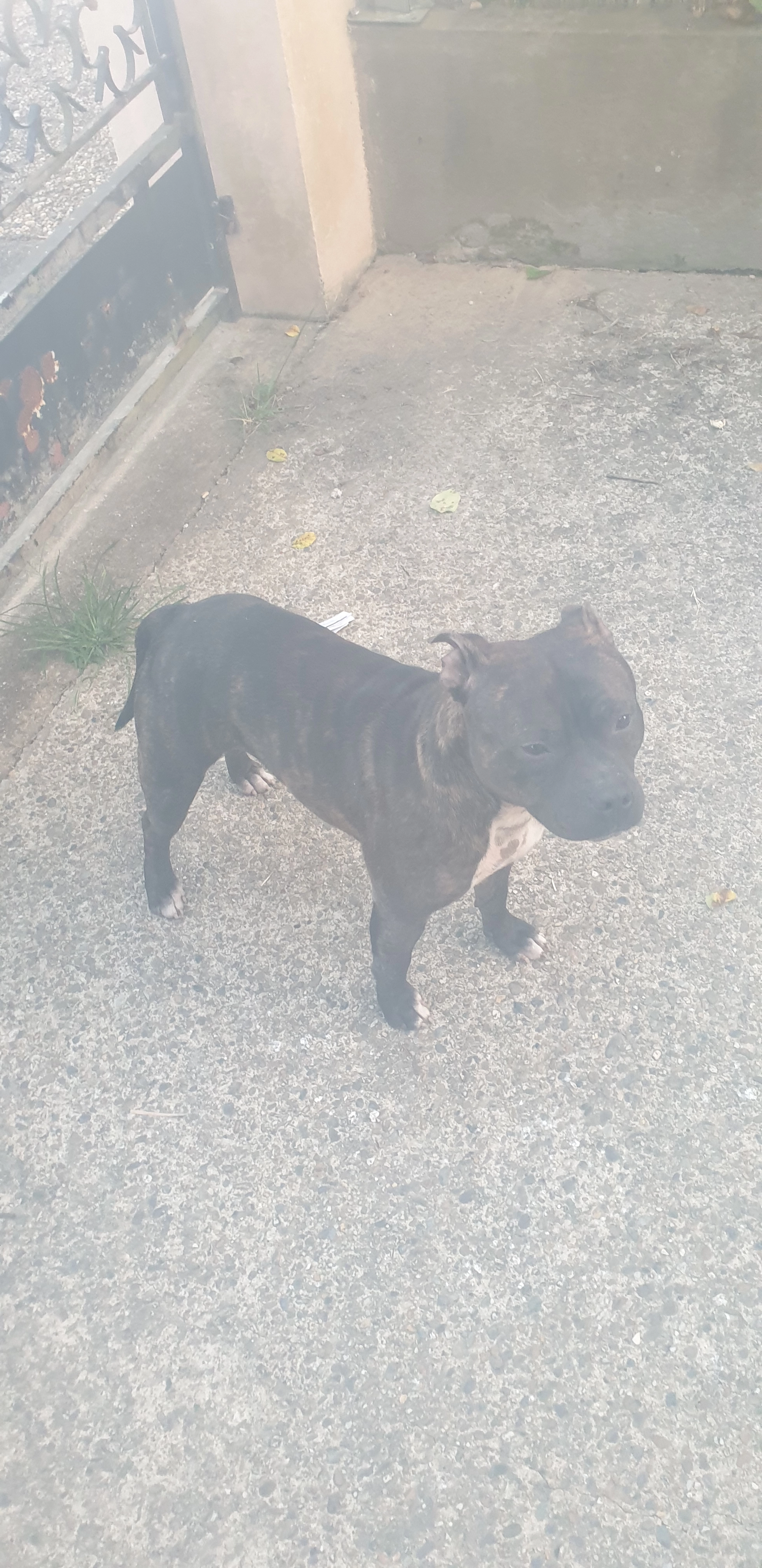 Appolon - 6 Rue du Général Kœnig, Dax