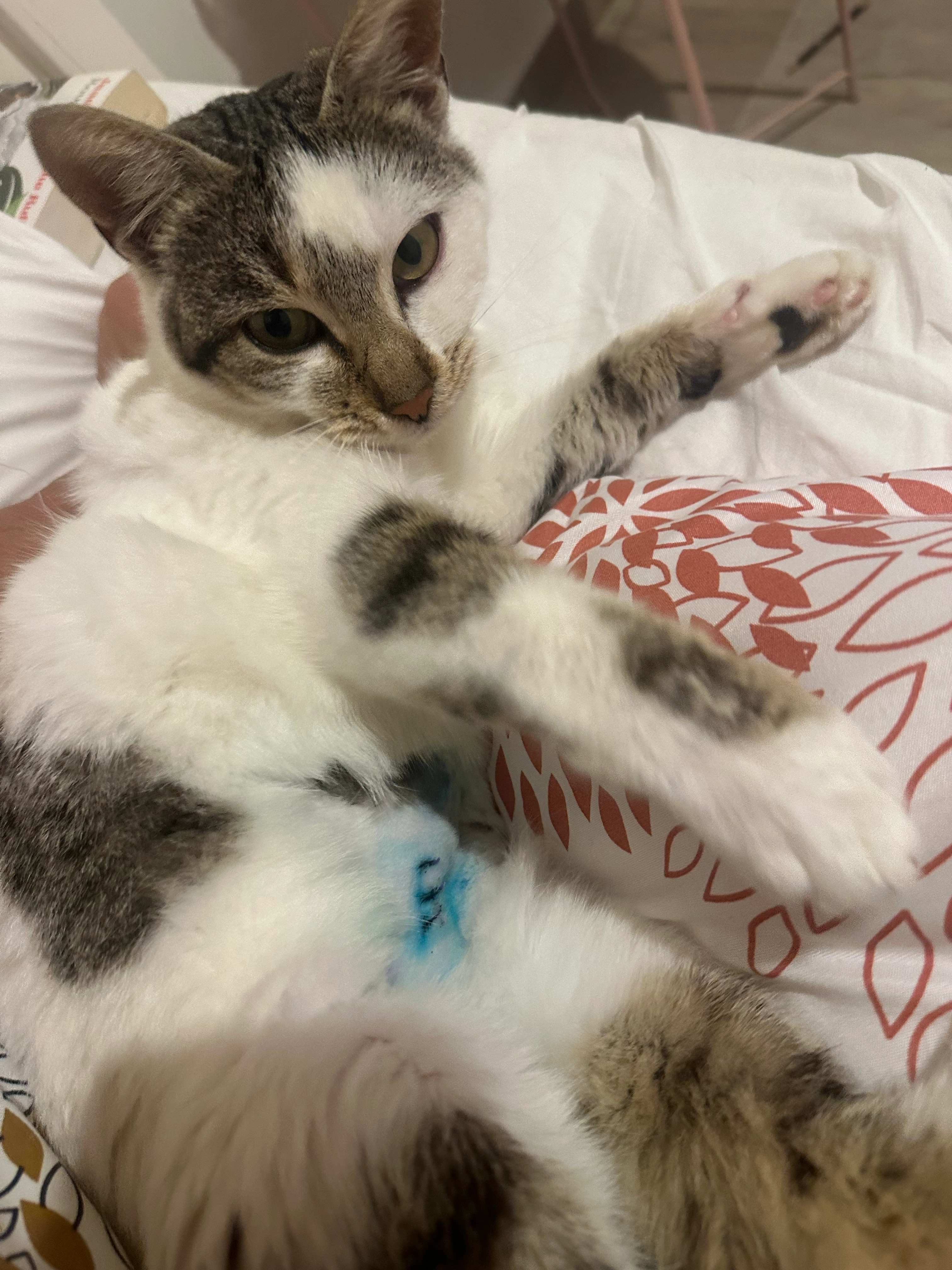 Nefeli - Rue du Collège, Donneloye