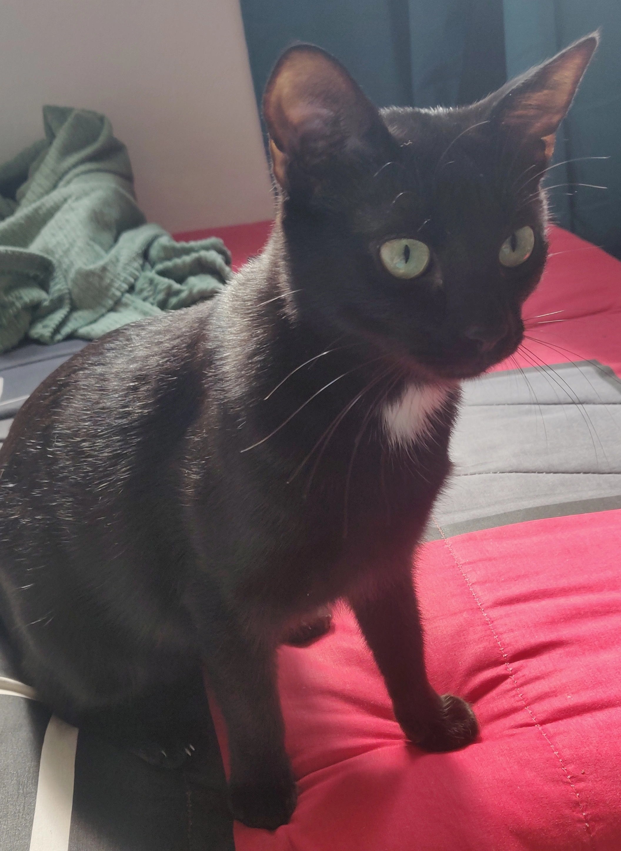 Huggy - 45 Rue Francisco Ferrer, Rennes