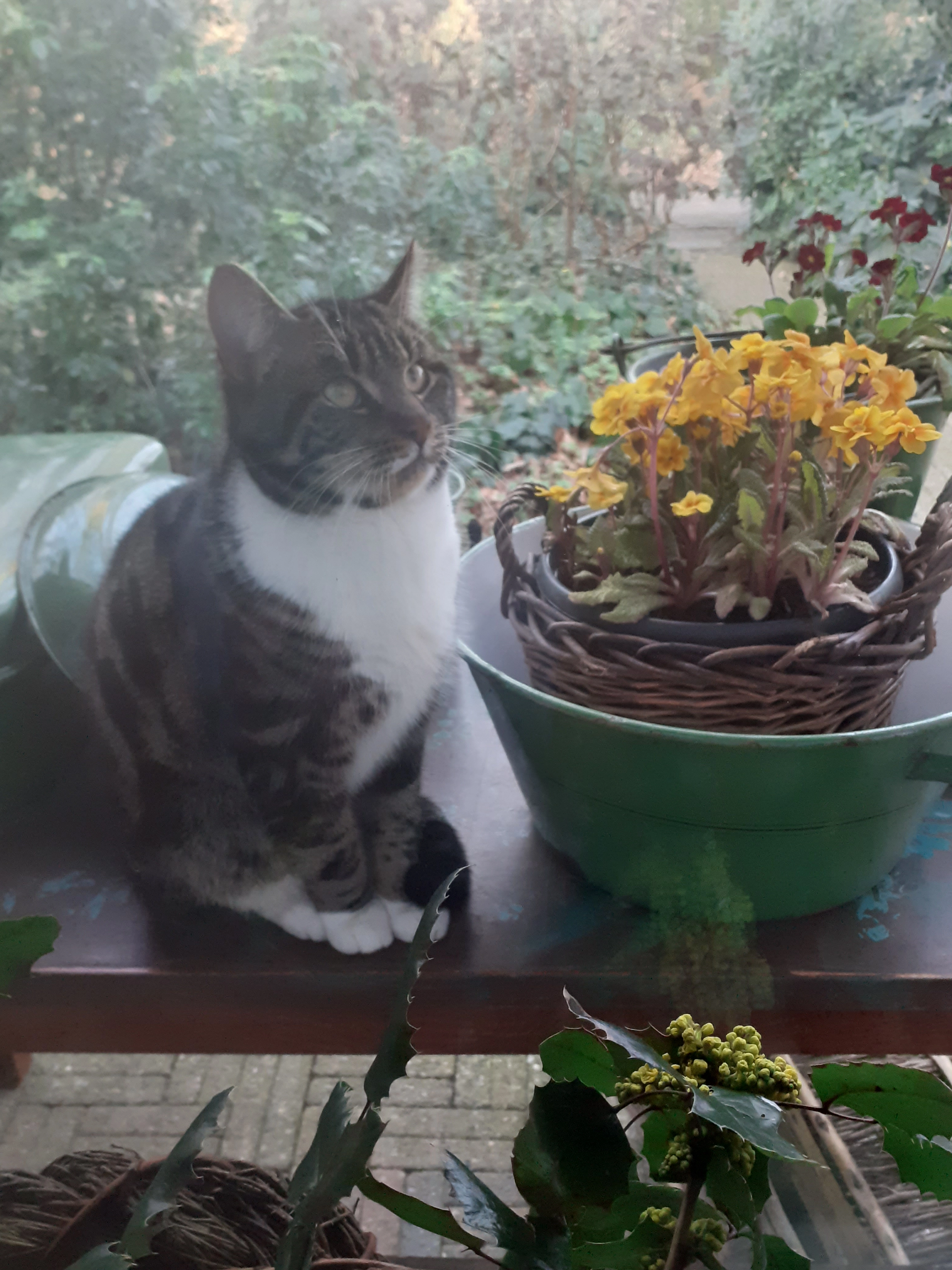 Felix  - Drachterweg, Gelderland