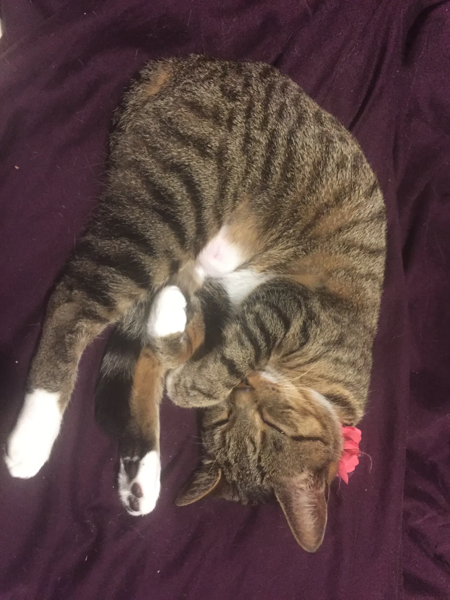 Saskia - Ransome Gardens, Edinburgh