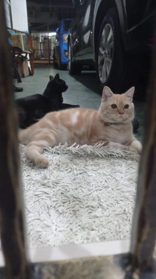 chowder - 81200, Johor Bahru