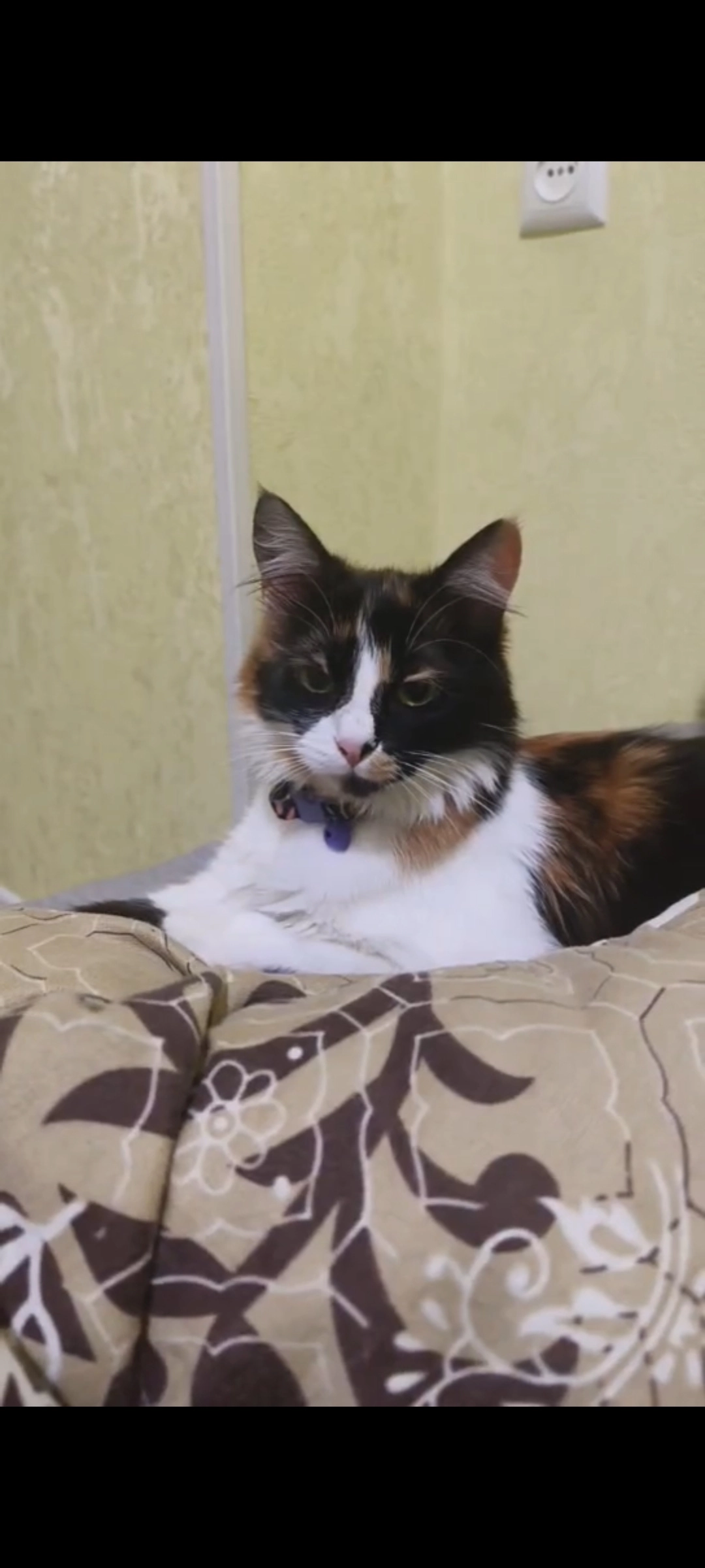 Hazel  - ზღვისუბანი, Avchala