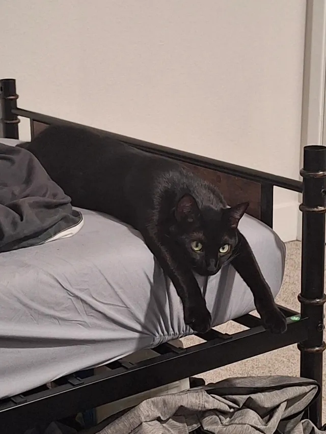 Lucifur  - Davis Avenue South, Renton