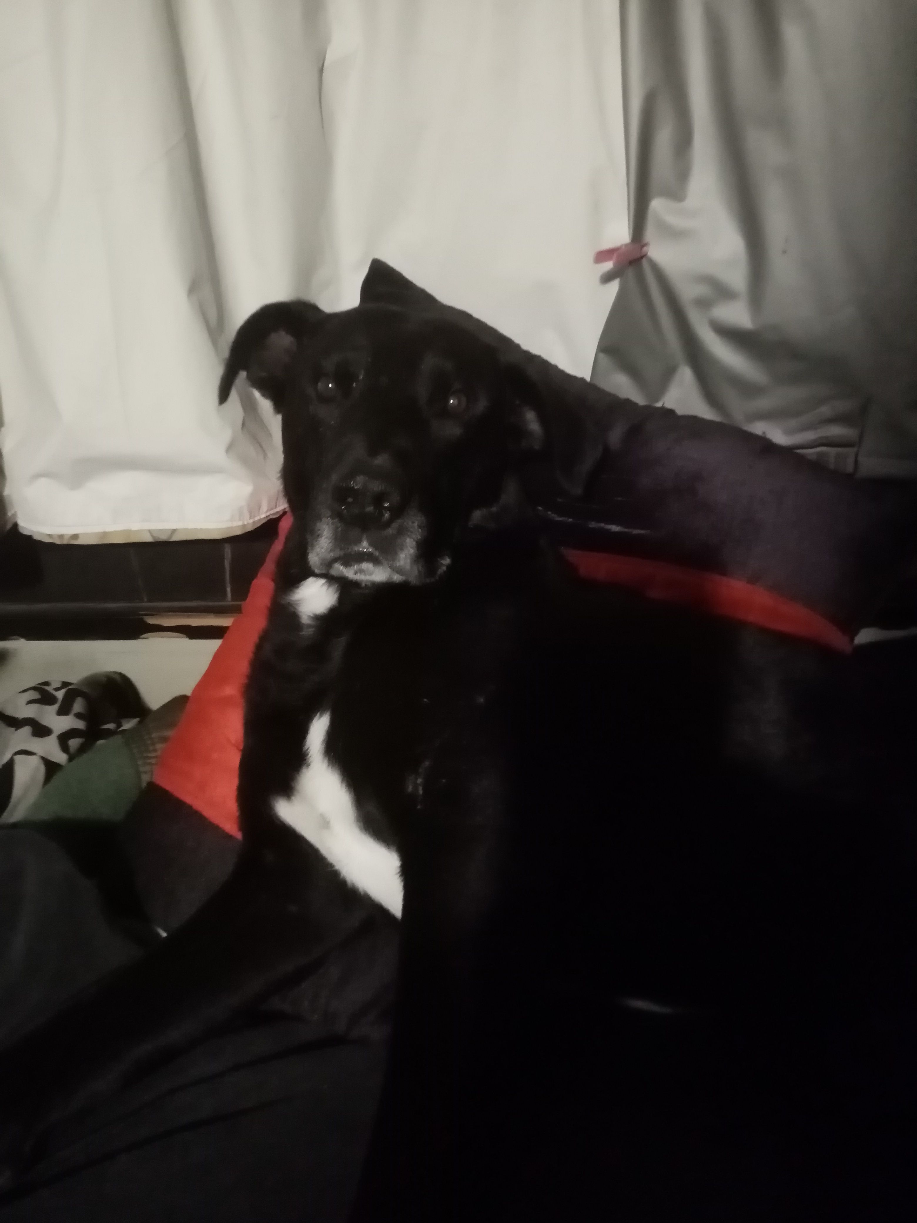 Drac - Route De Muret, Saint-Lys