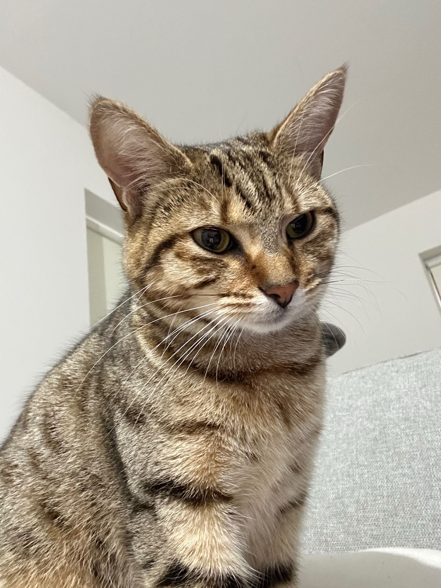 Lenny - The Pines Avourwen, St. Mary's