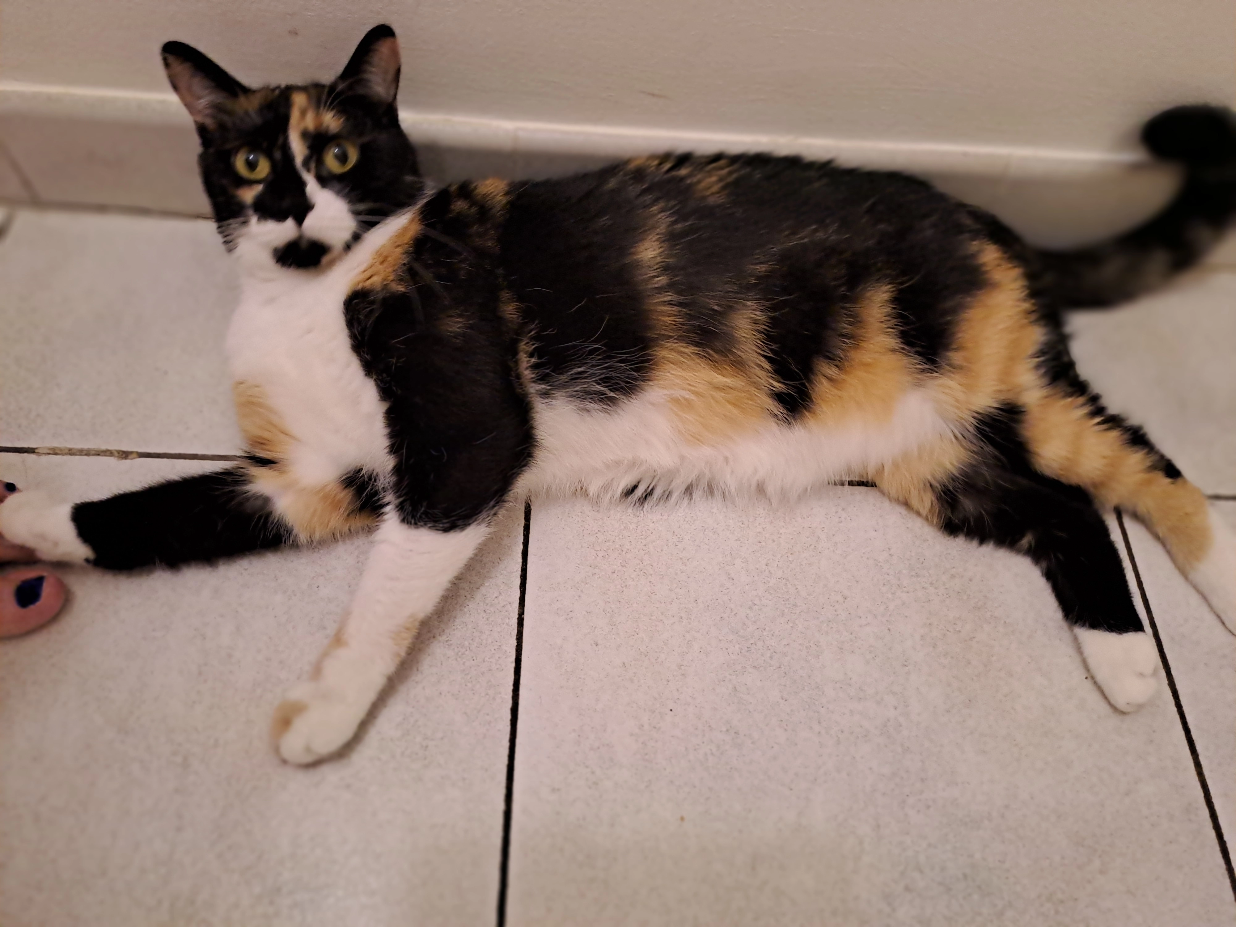 Plume - 19 Boulevard du Général Leclerc, Draguignan