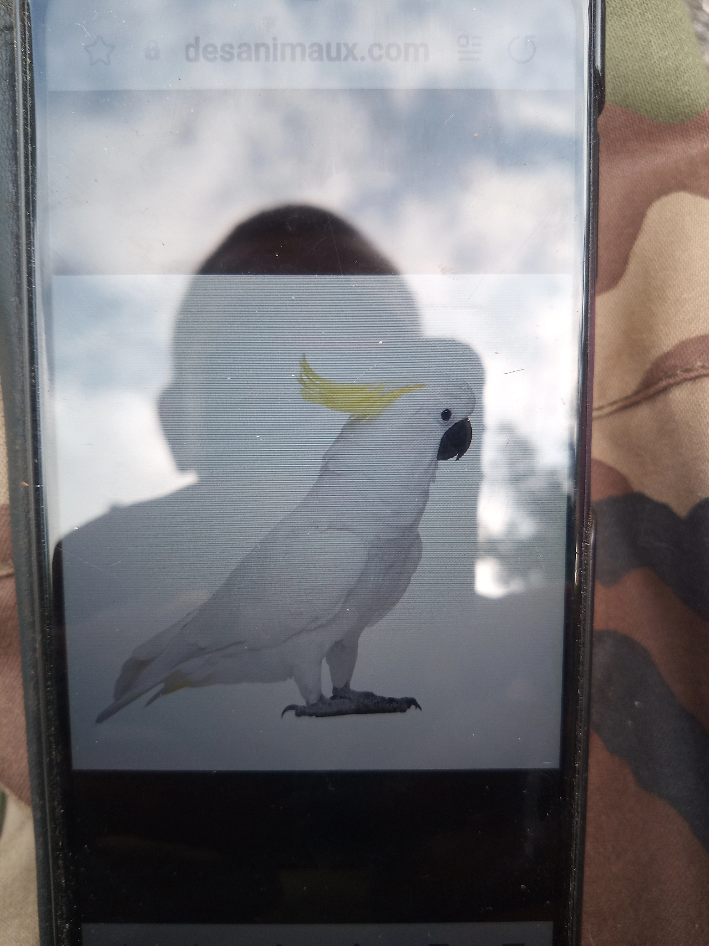 Coco - Route du Mouliot, Saint-André-de-Seignanx