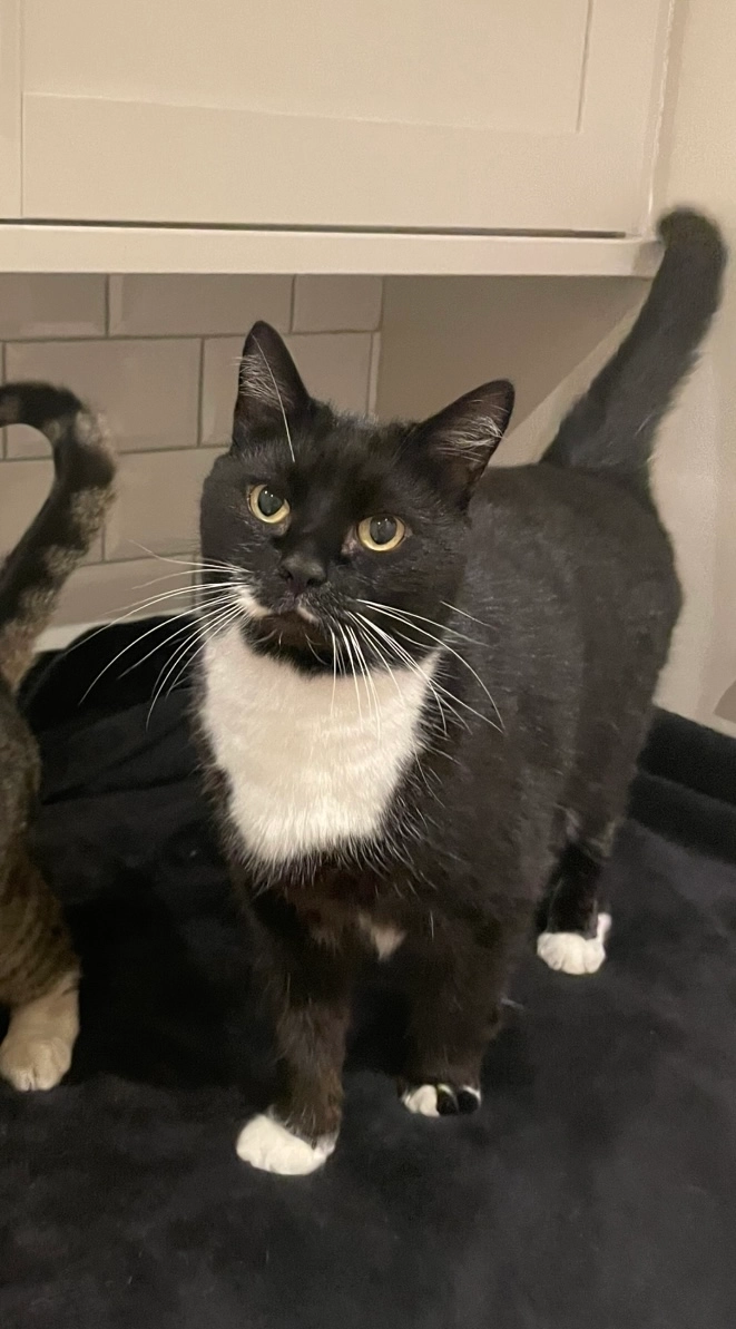 Sebastian  - Bentfield Avenue, Rotherham